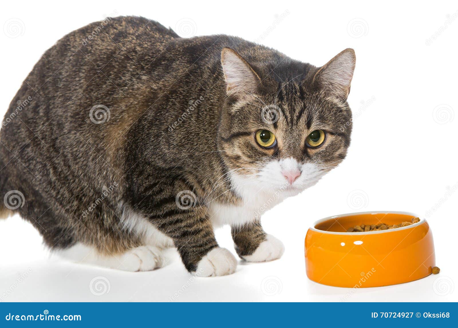 Серый кот ест сухую еду стоковое изображение. изображение насчитывающей  одно - 70724927