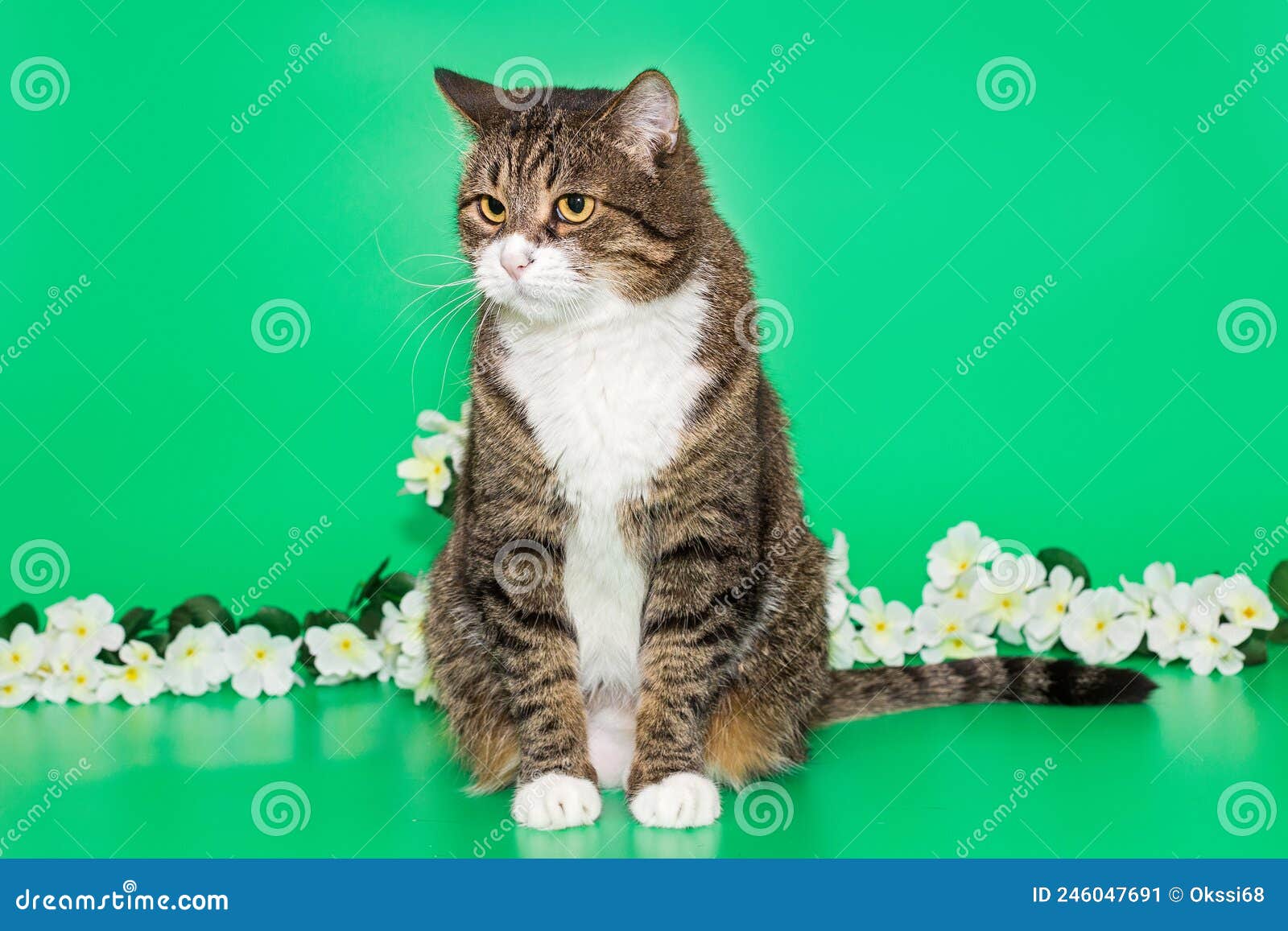 Фото кота на зеленом фоне