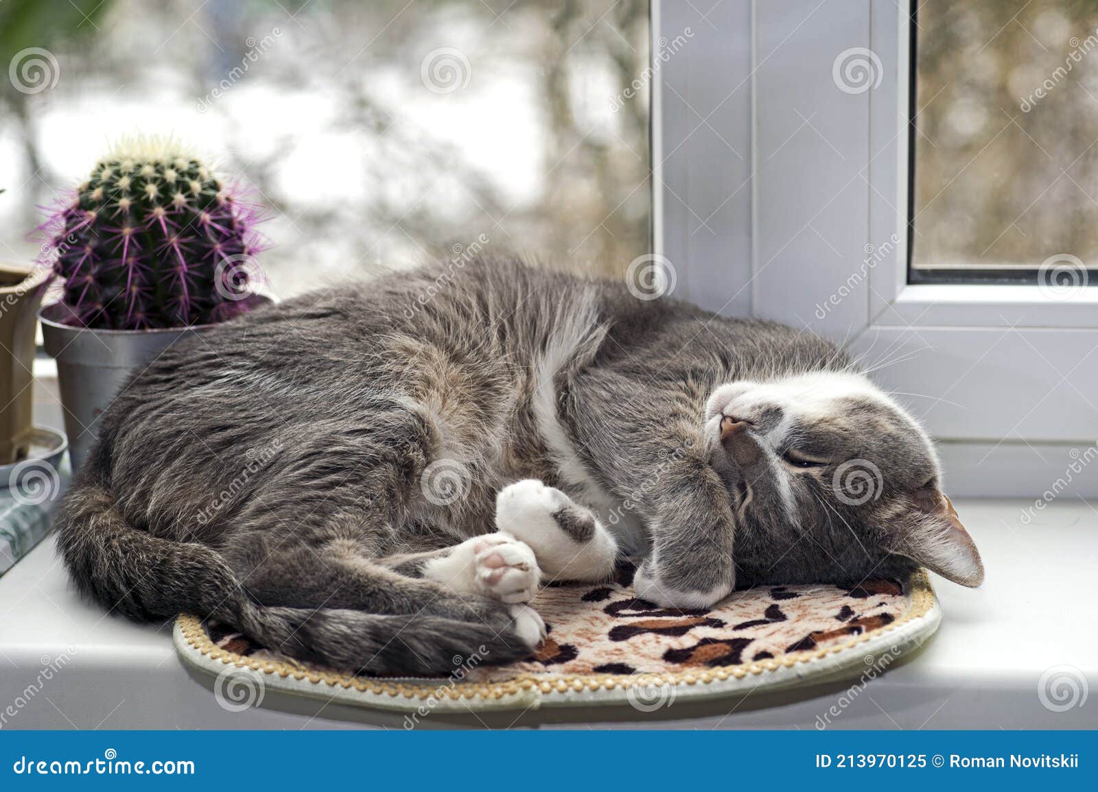 Серый кот спит завитый на ковер на белом окно с кактусом. Фон Стоковое Изображение - изображение насчитывающей уютный, отдых: 213970125
