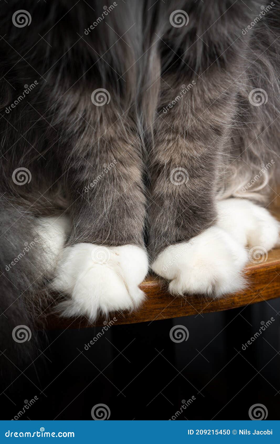 Серый кот с пушистыми белыми лапками Стоковое Фото - изображение  насчитывающей космос, древесина: 209215450
