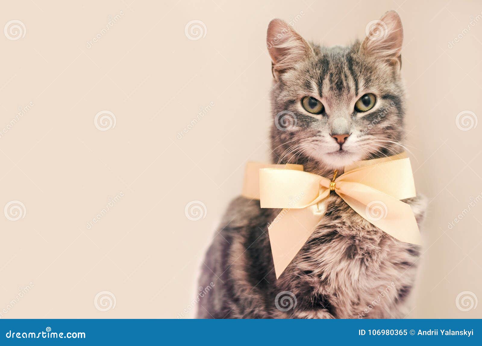 Котенок с бантиком