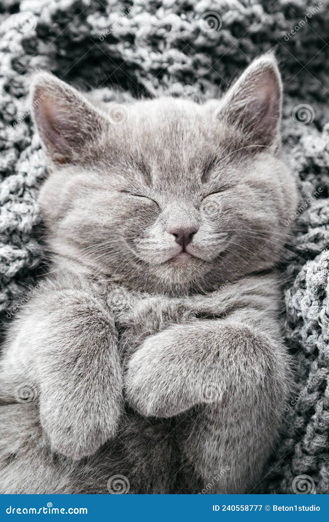 серый кот улыбается спящим портретом. котенок счастливый любимчик кошки,  лежавший спать, видит счастливые мечты, расслабляющие на Стоковое  Изображение - изображение насчитывающей внимательность, знамена: 240558777