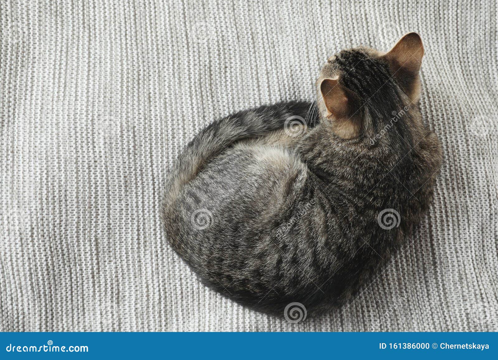 Фото Кота Сверху Фото Кота Сверху