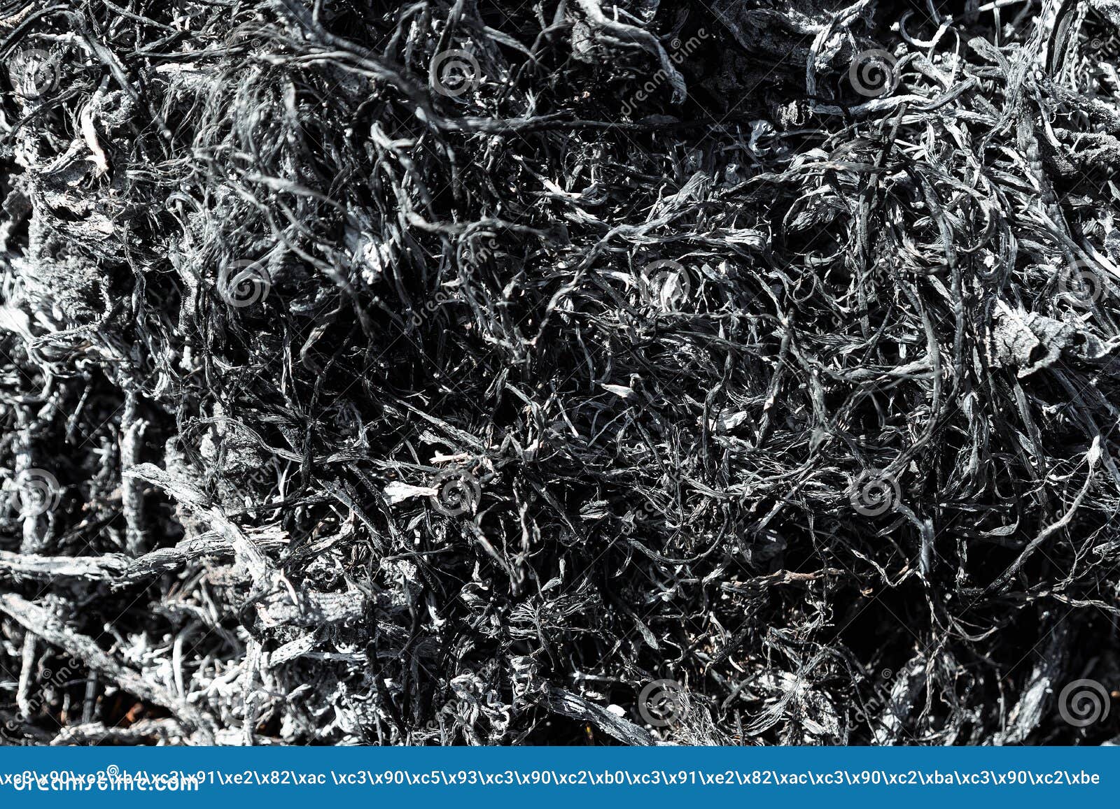 Серый пепел, обгоревшие растения, абстрактная текстура угл и золы Макрос  Стоковое Фото - изображение насчитывающей гореть, костры: 159733374