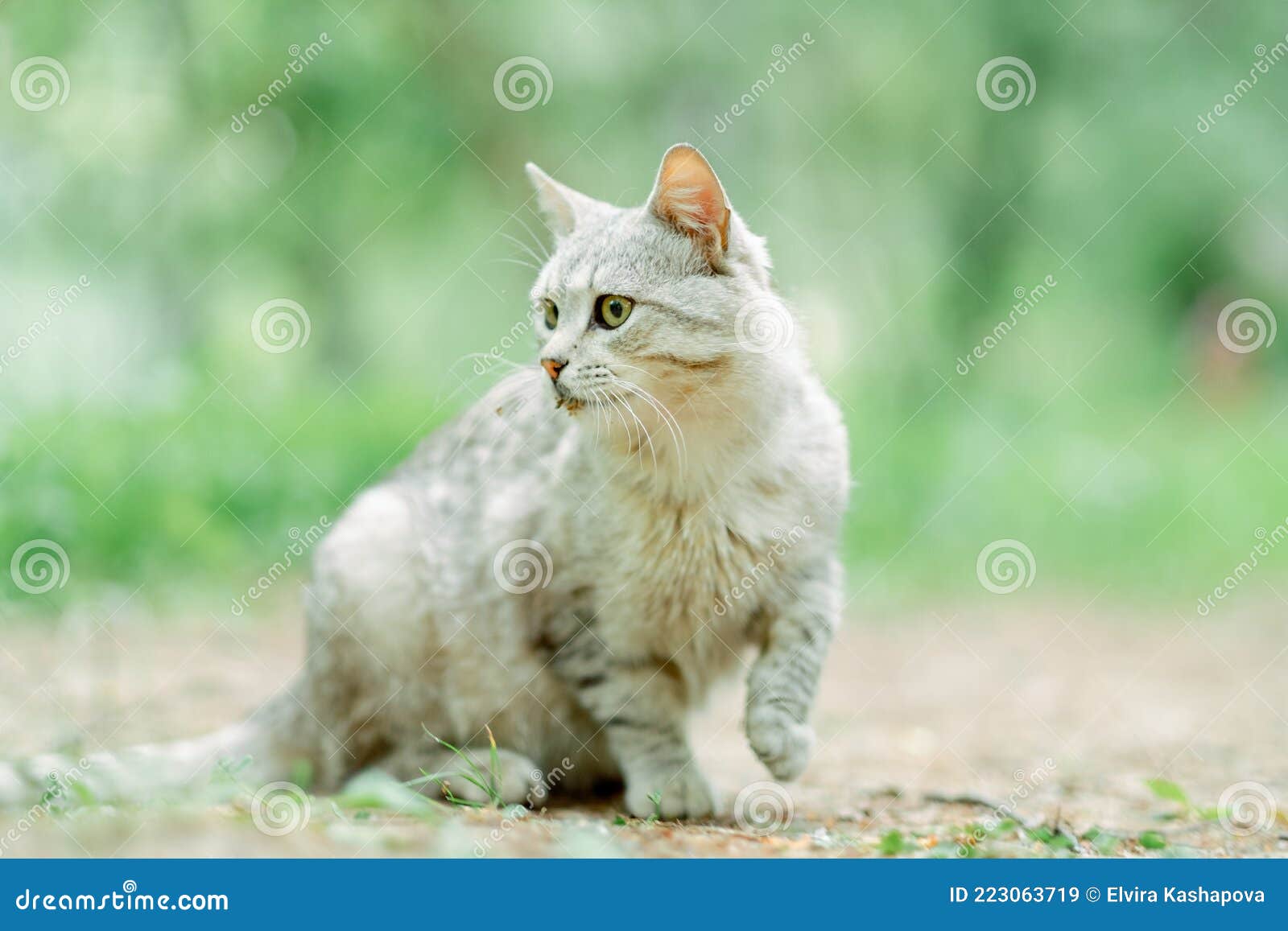 серый полосатый кот гуляя по улицам утром желтые глаза и красивые. порода  представляет собой смесь британских кошек. Стоковое Изображение -  изображение насчитывающей как, трава: 223063719
