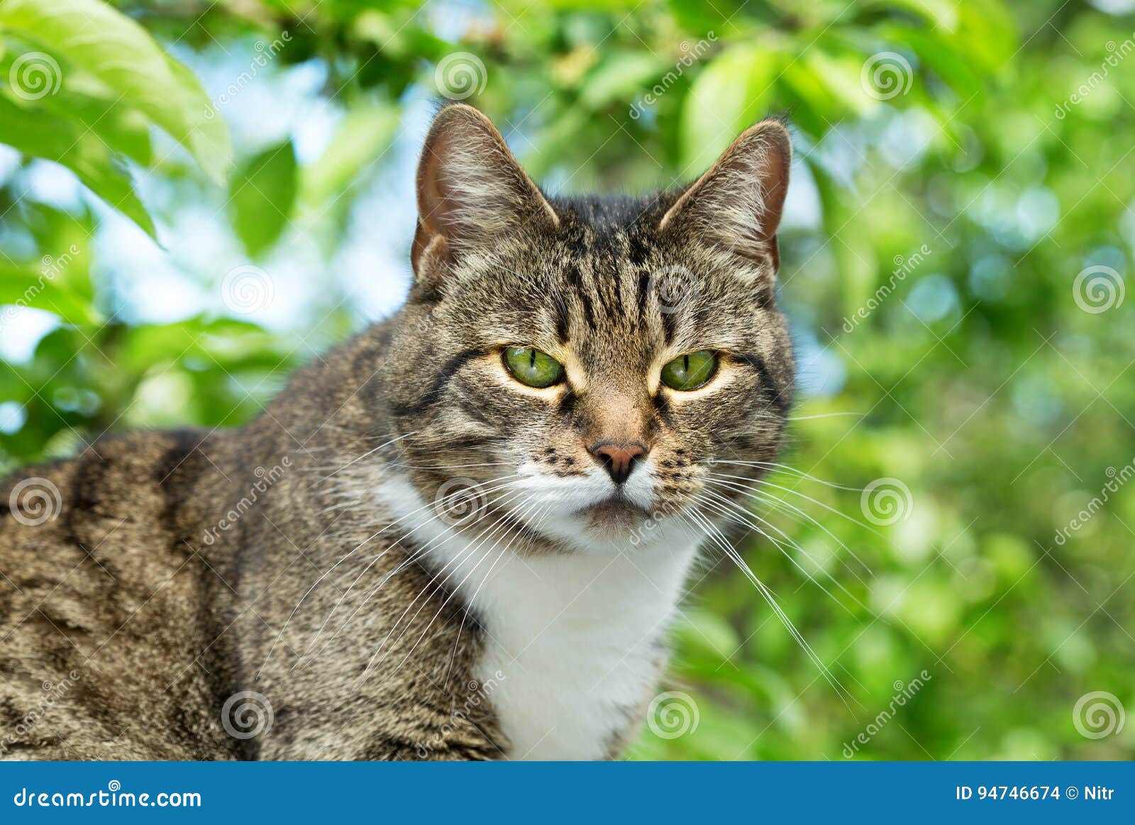 серый цвет зеленого цвета глаз кота Стоковое Фото - изображение  насчитывающей котенок, отечественно: 94746674