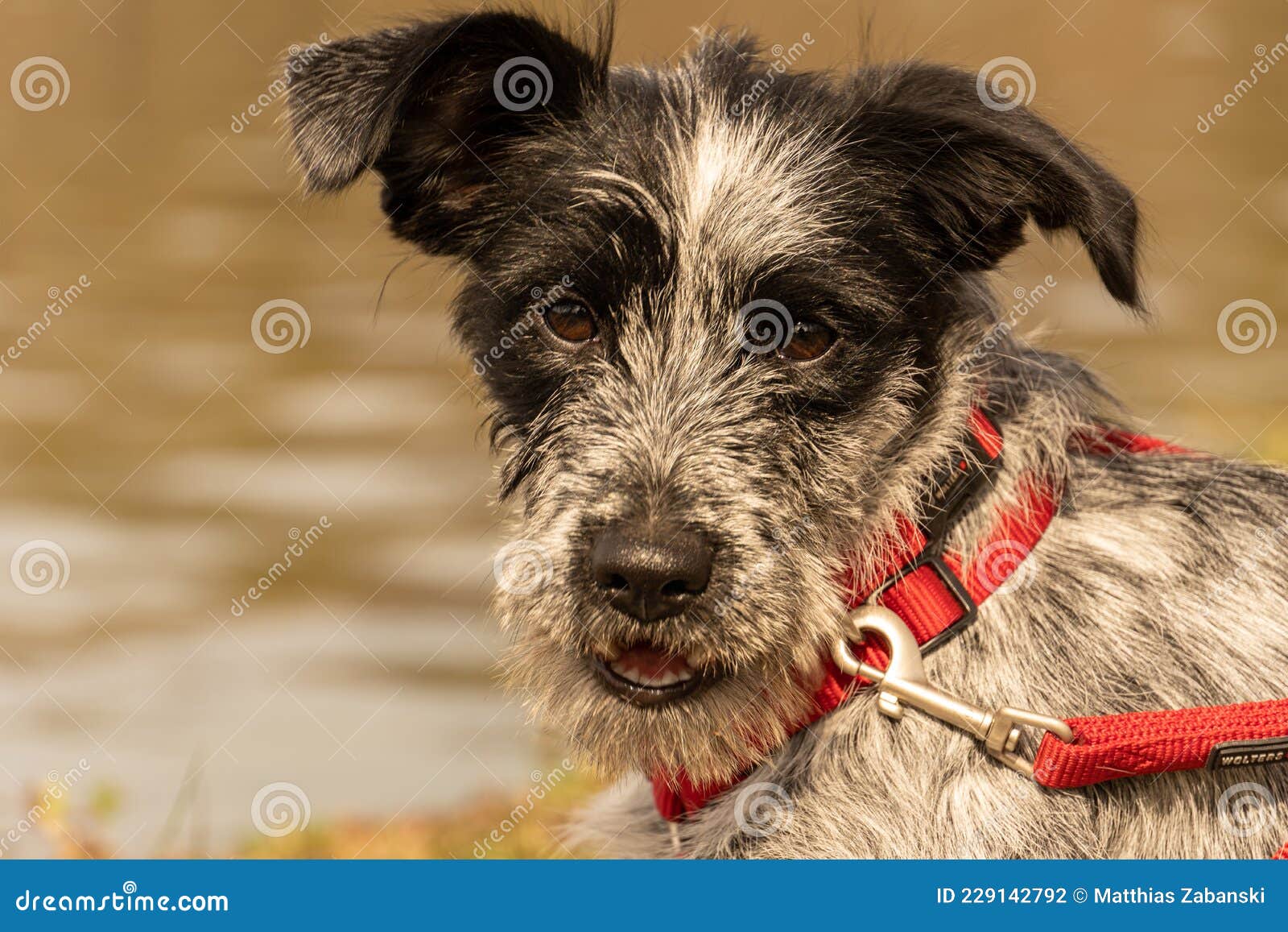 серый чёрный щенок смешанный порода с длинными ушами и красным воротничком  Стоковое Фото - изображение насчитывающей глаза, красно: 229142792