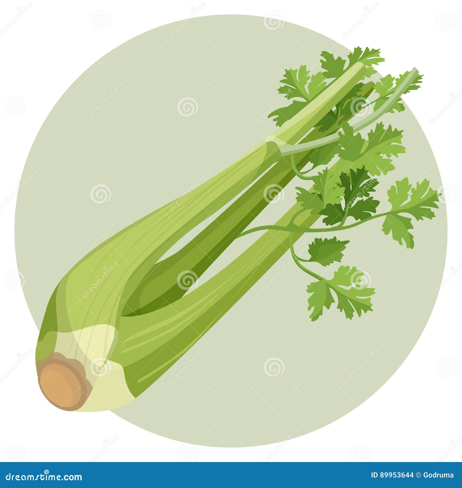 Сельдерей рисунок. Сельдерей рисунок. Сельдерей вектор. Сельдерей рисунок. Сельдерей рисунок.