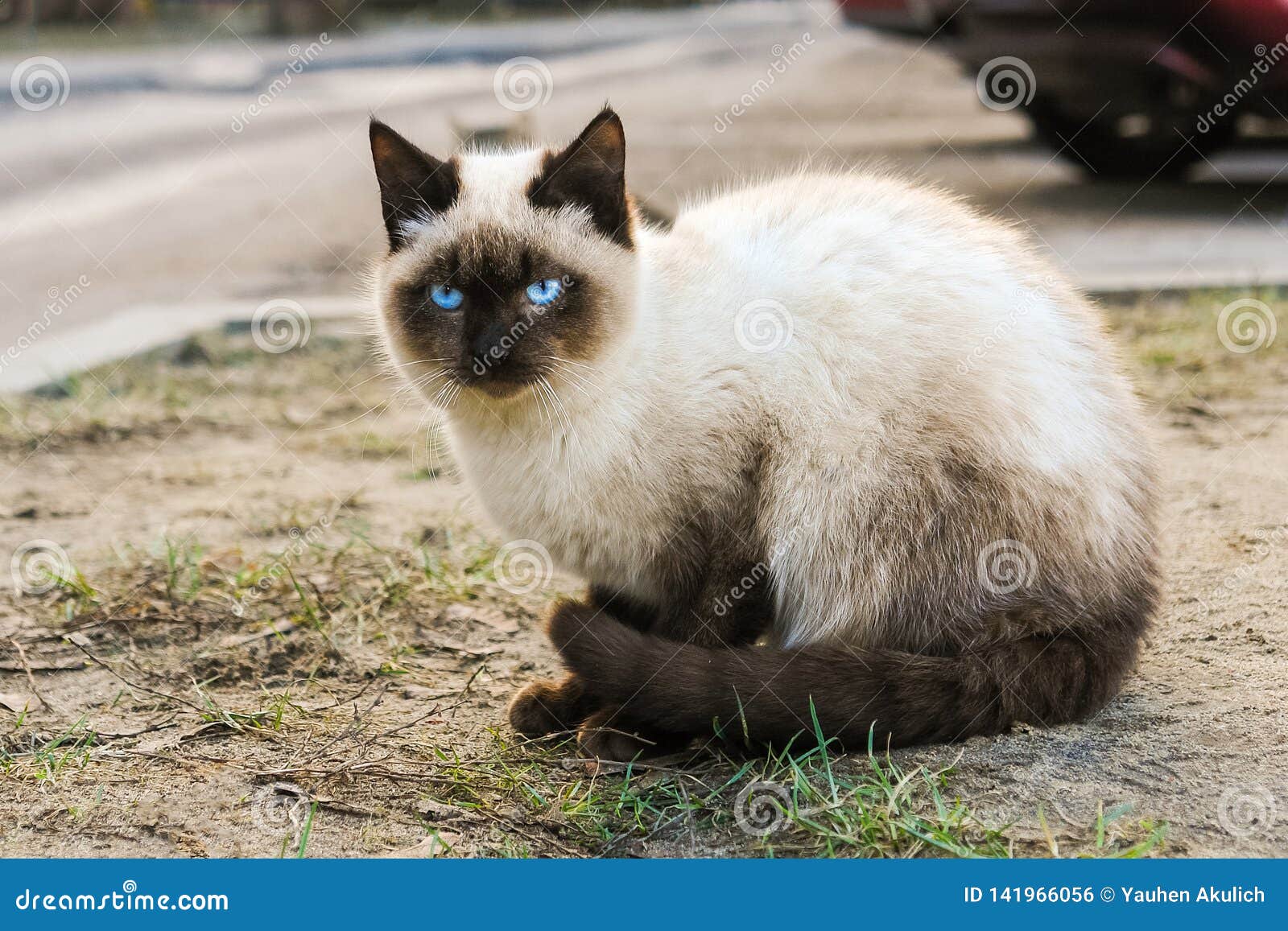 Фото Сиамского Кота С Голубыми