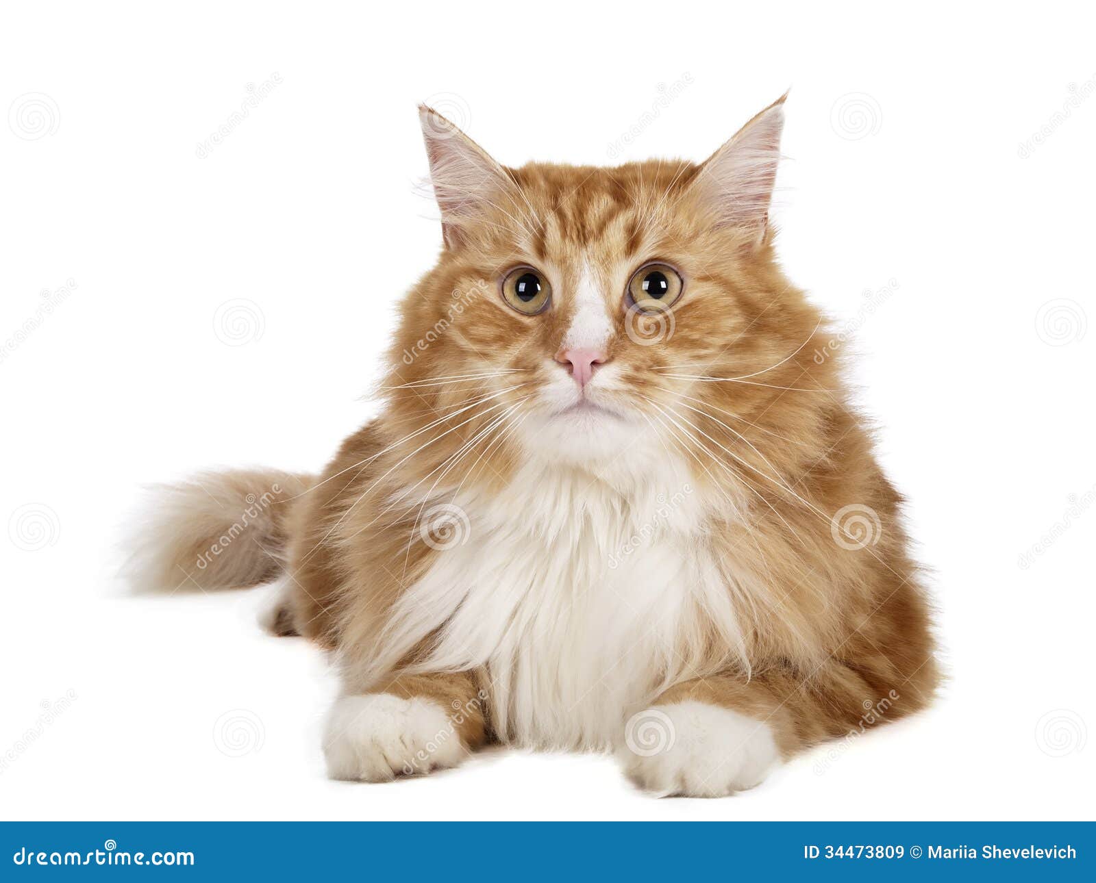 Бухарский кот
