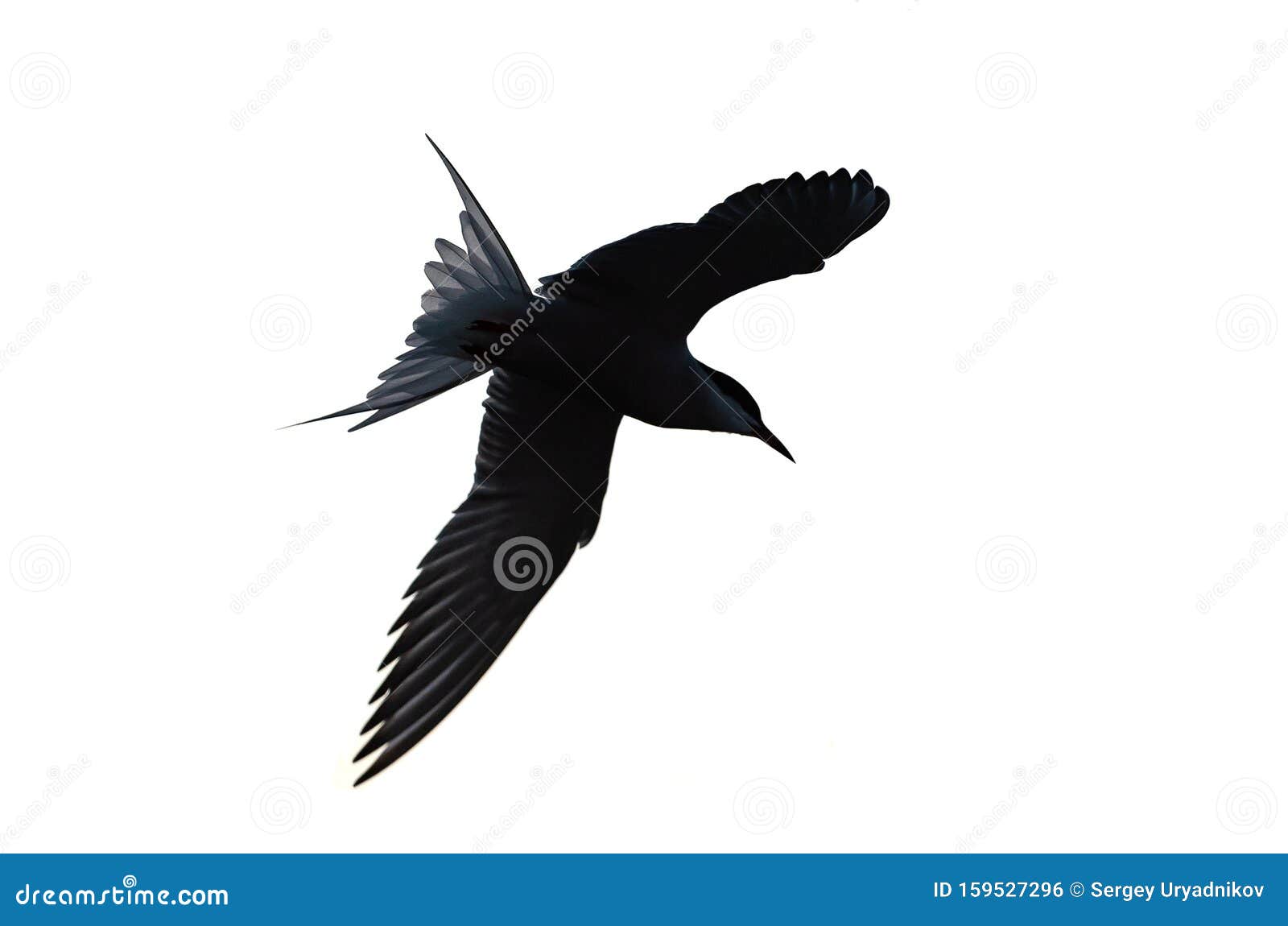Черно Белые Птицы Фото И Названия