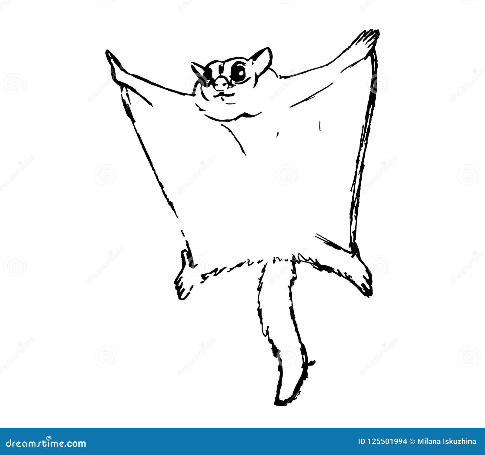 Белка летяга раскраска
