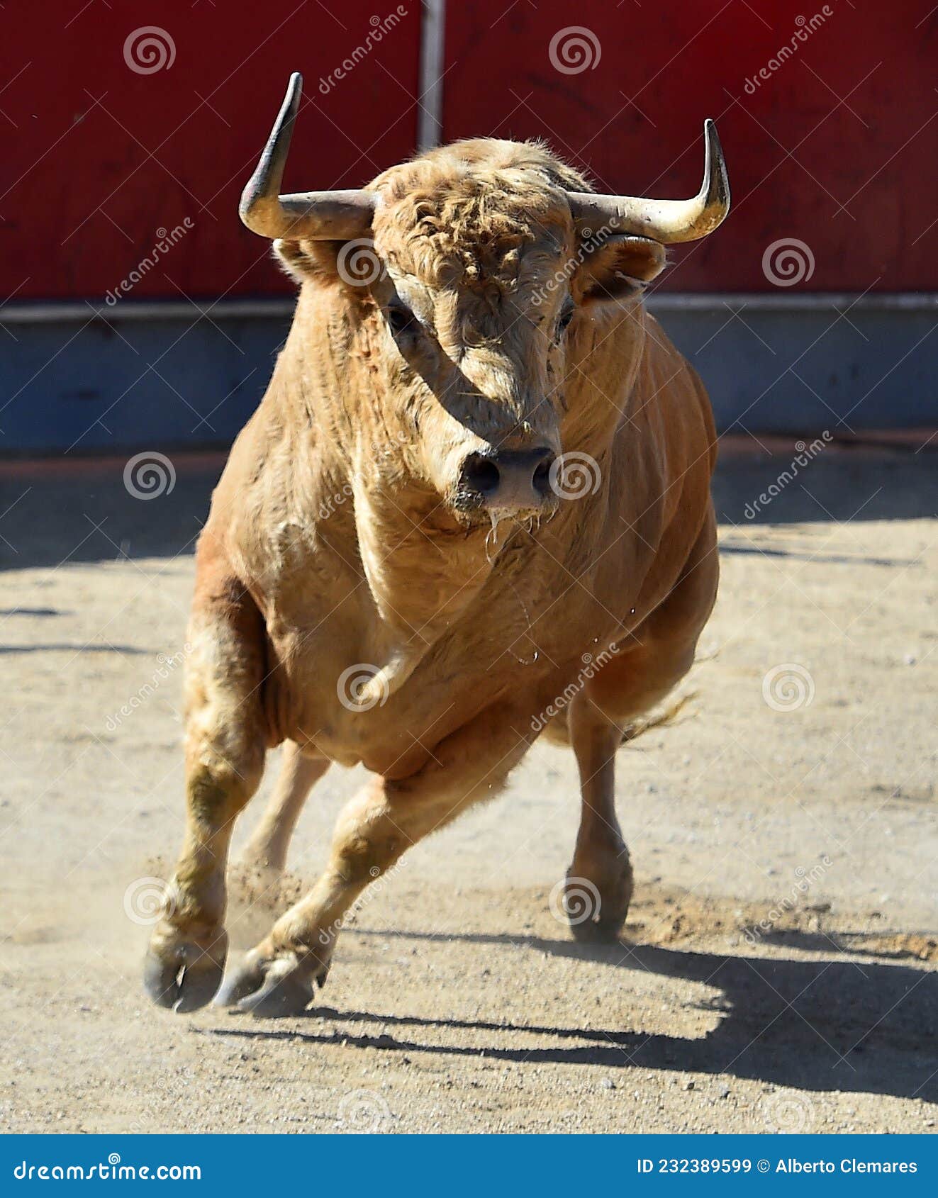 Накаченный бык
