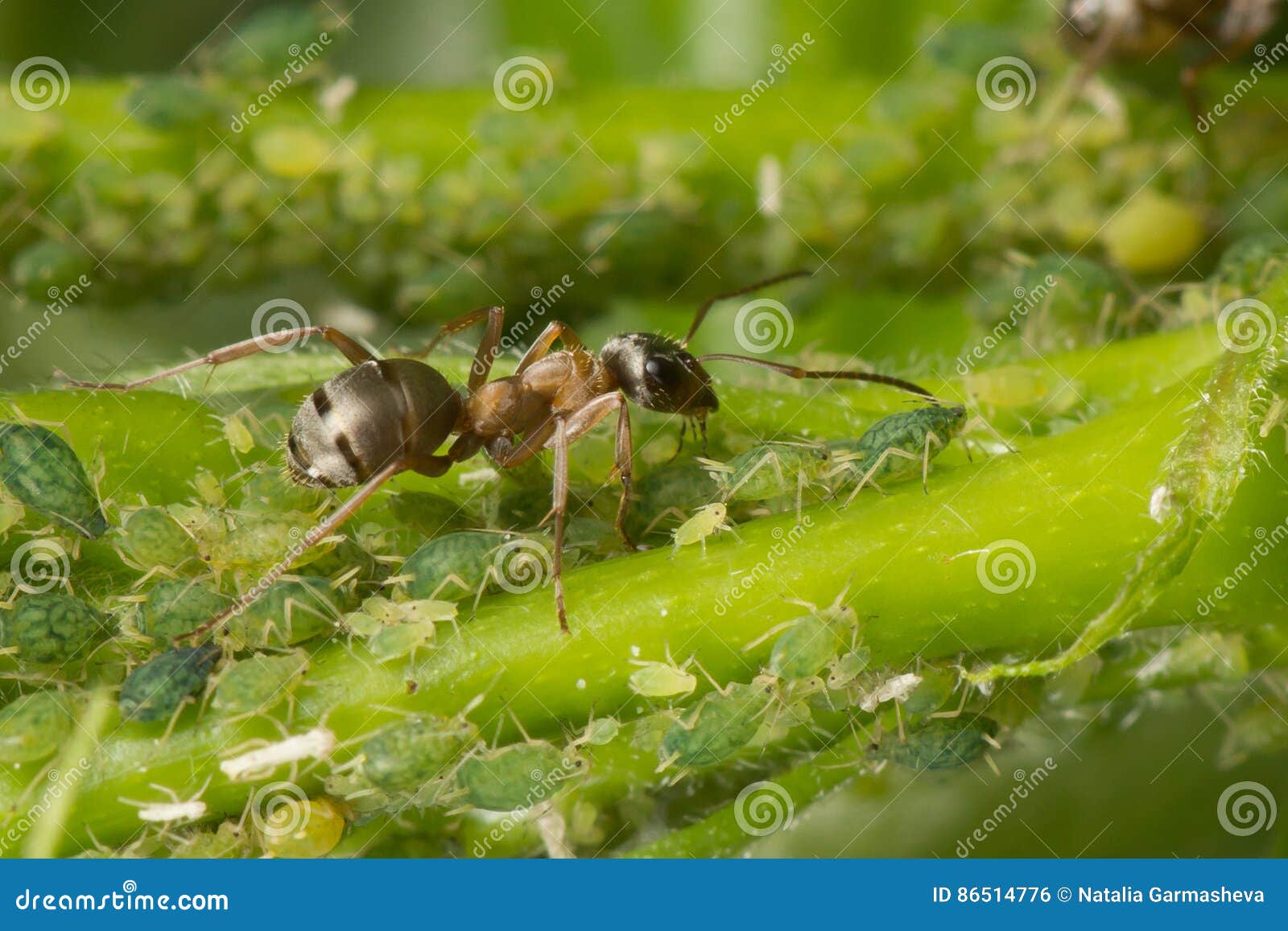 Тля рыжий муравей тип биотических отношений. Муравей и тля симбиоз. Муравьи пасут тлю. Тля насекомое муравьи. Муравьи доят тлю.