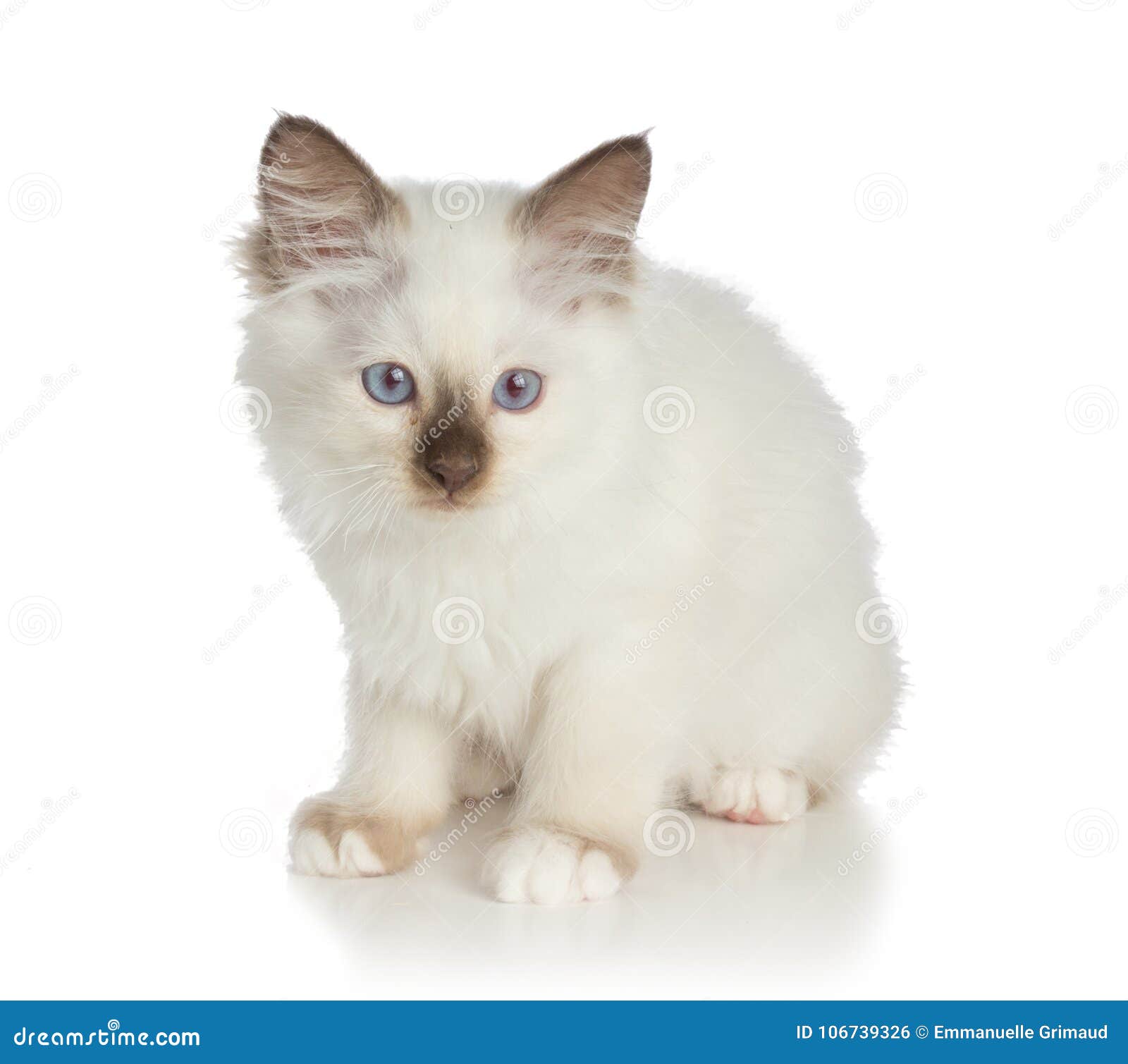 Симпатичный котенок, священный кот Бирмы на белой предпосылке Стоковое Фото  - изображение насчитывающей любимчик, студия: 106739326