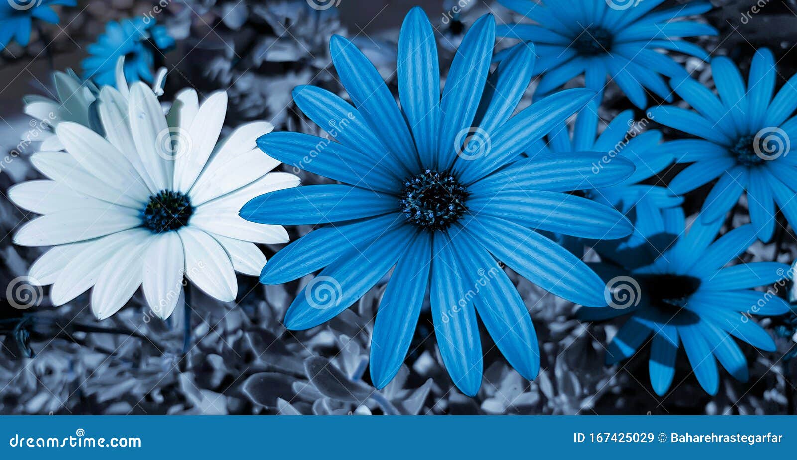 Синие и белые цветки ромашки накидку. Стоковое Изображение - изображение  насчитывающей обои, маргаритки: 167425029