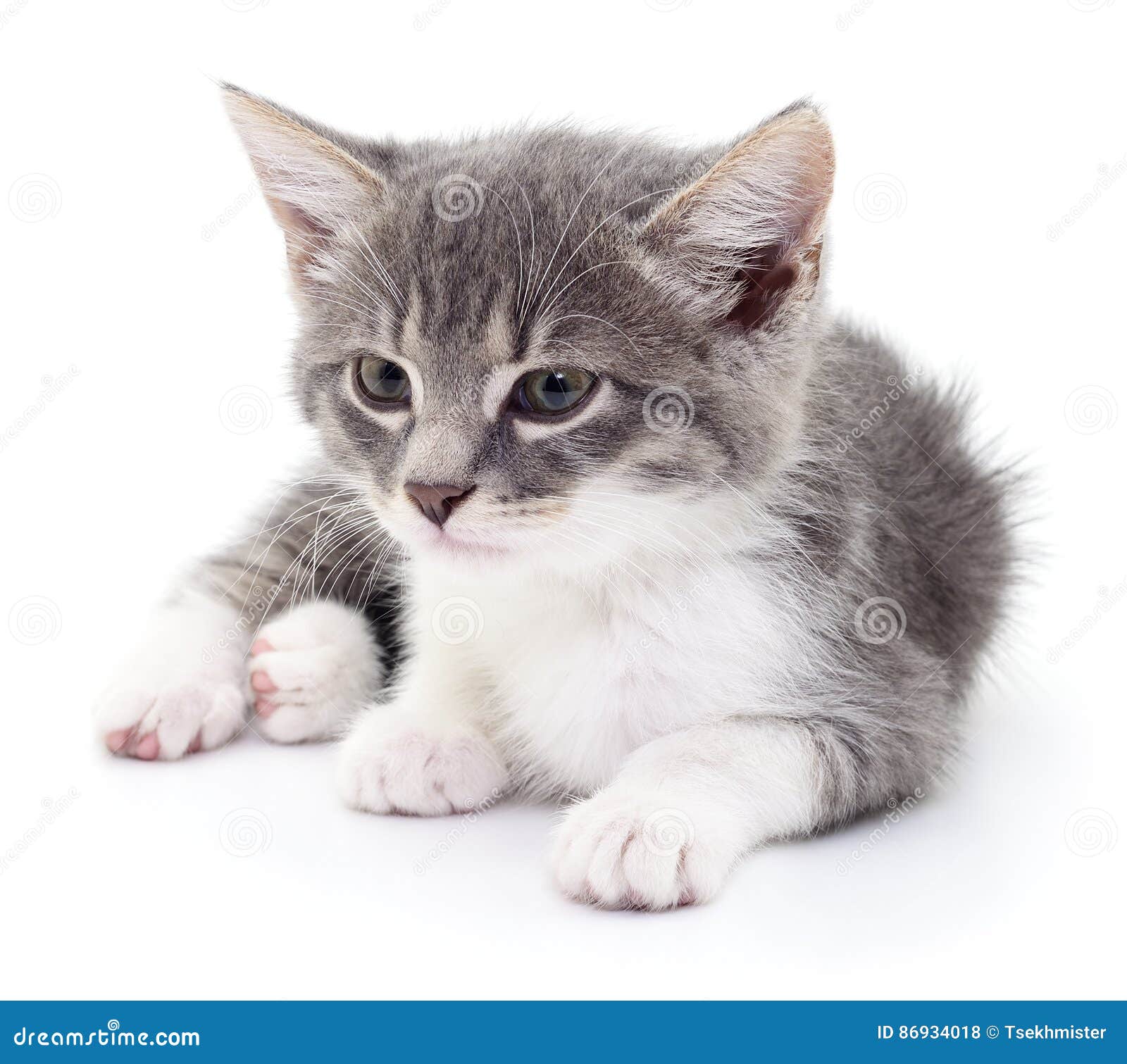 Милый котенок на белом фоне