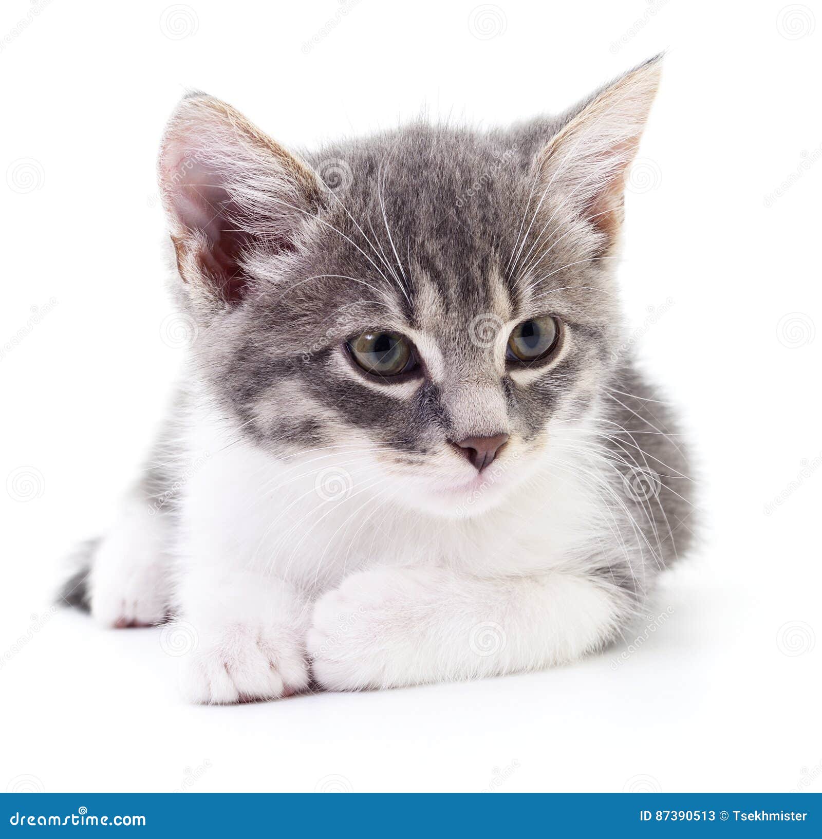 Милый котик на белом фоне