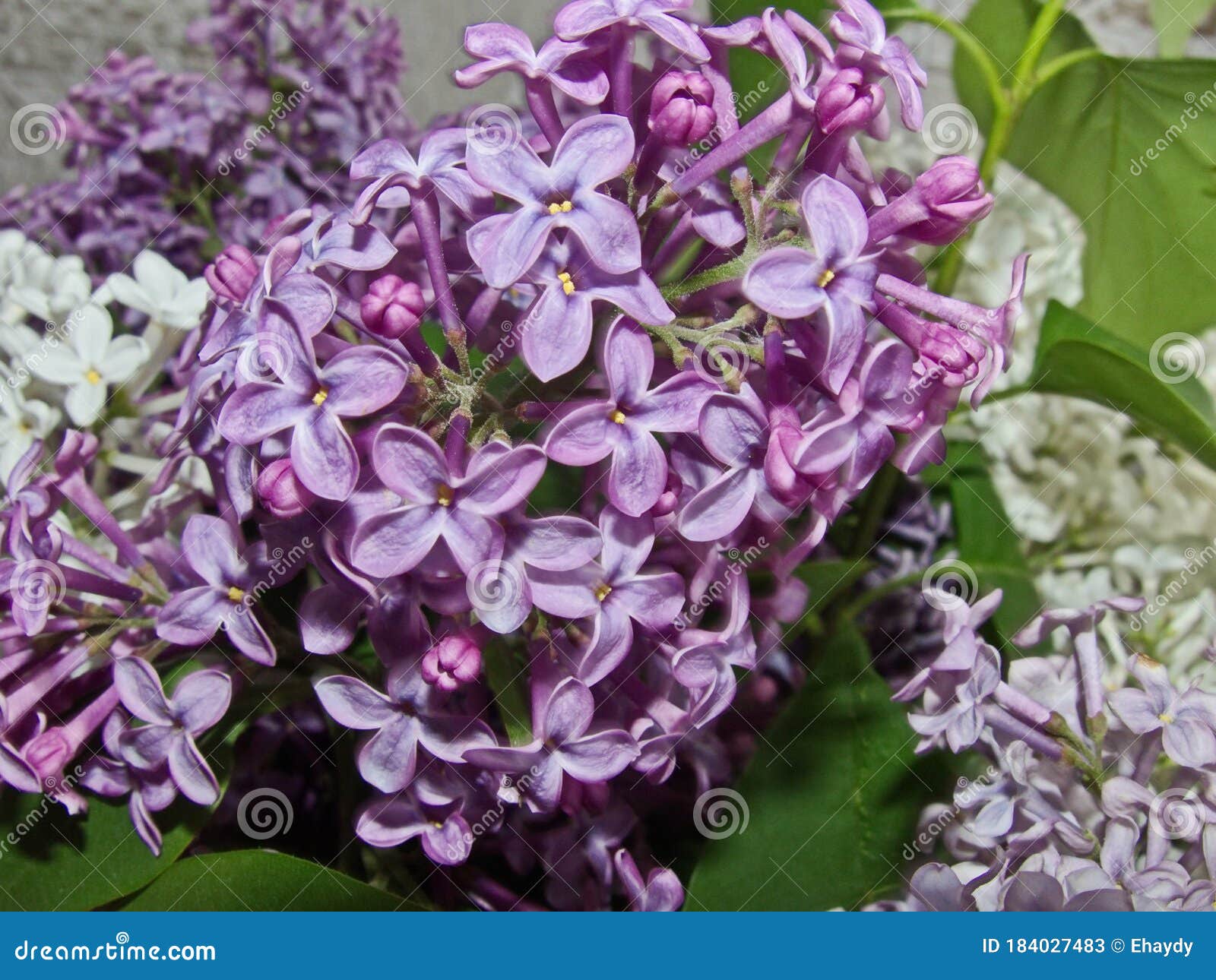 Астра Syringa Orange