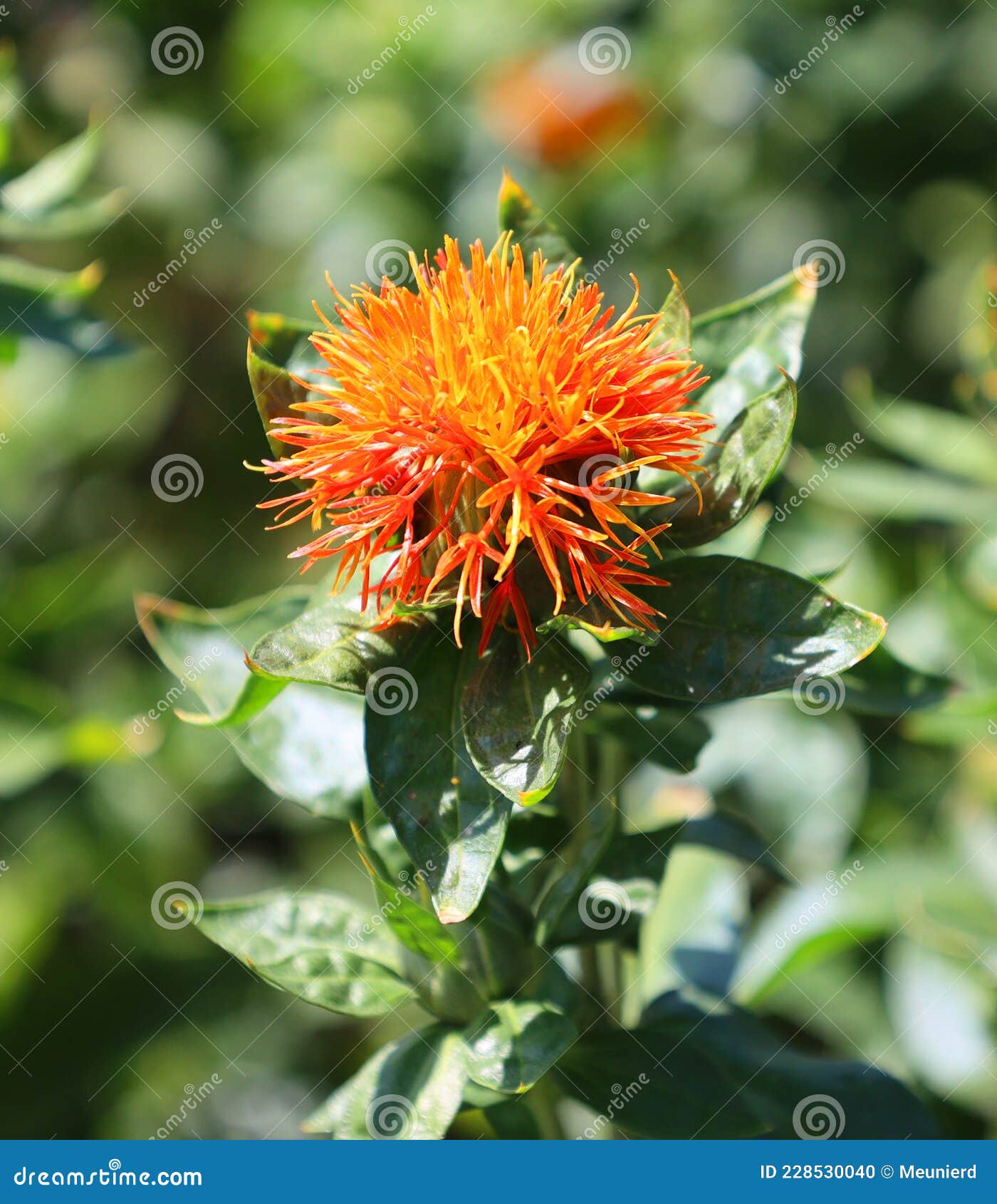 Safflower Seeds - Orange Carthamus Flower Seed