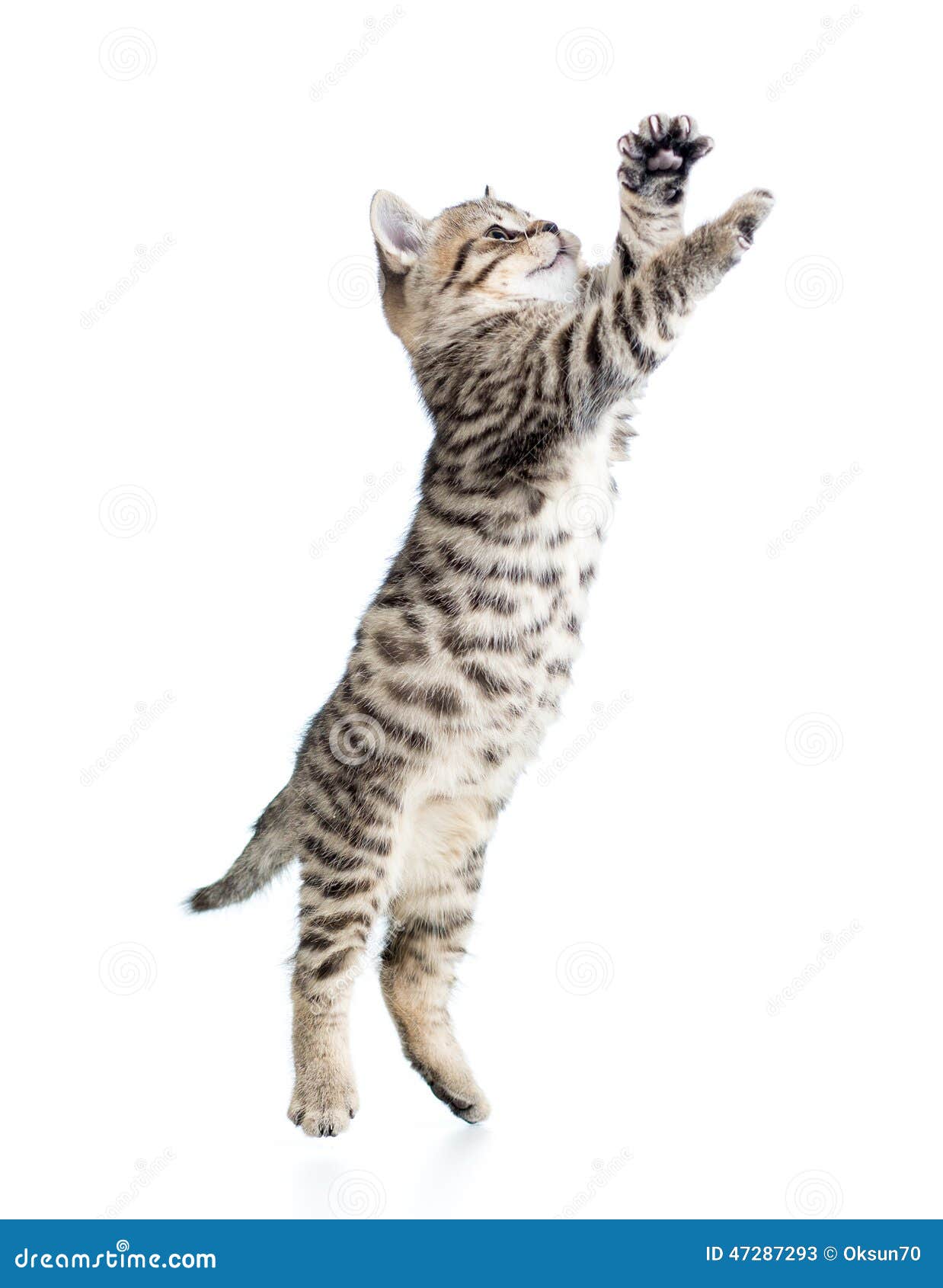 Котик тянется лапкой