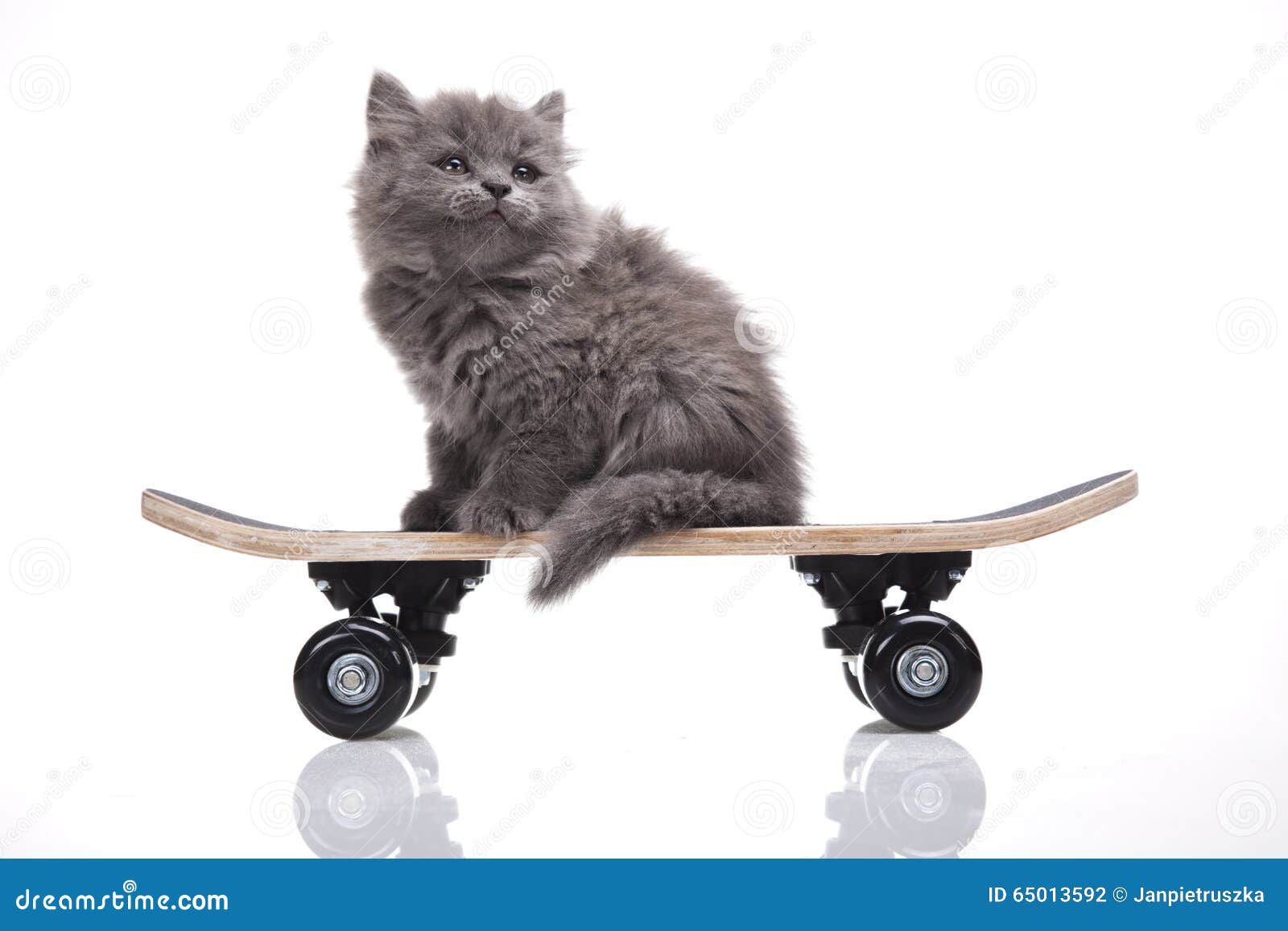 Котик на скейте