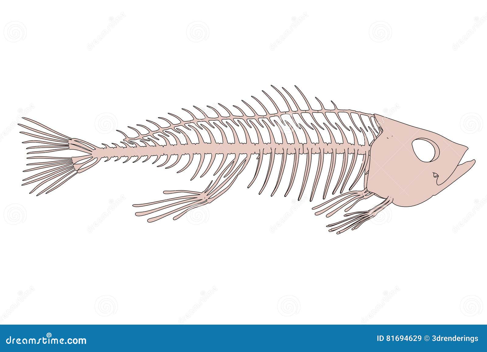 Кости рыбы собаке. Скелет рыбы. Рыбий скелетик. Скелет рыбы модель. Скелет рыбы строение.