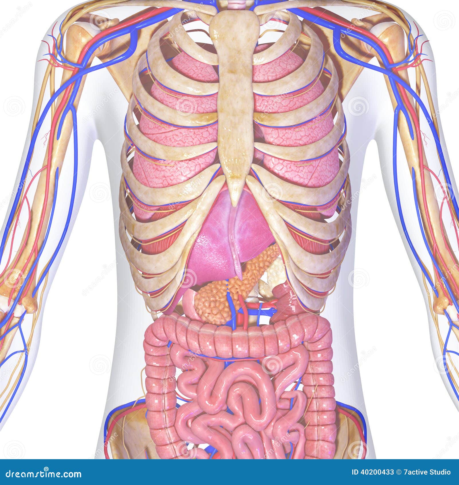 Скелет с внутренними органами. Человеческая грудная клетка с органами. Анатомия грудной клетки человека с органами.