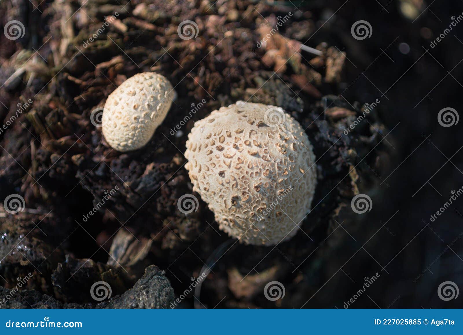 List of mushrooms included in the Red Book of the Pskov region (2014) 1. Sarcoso