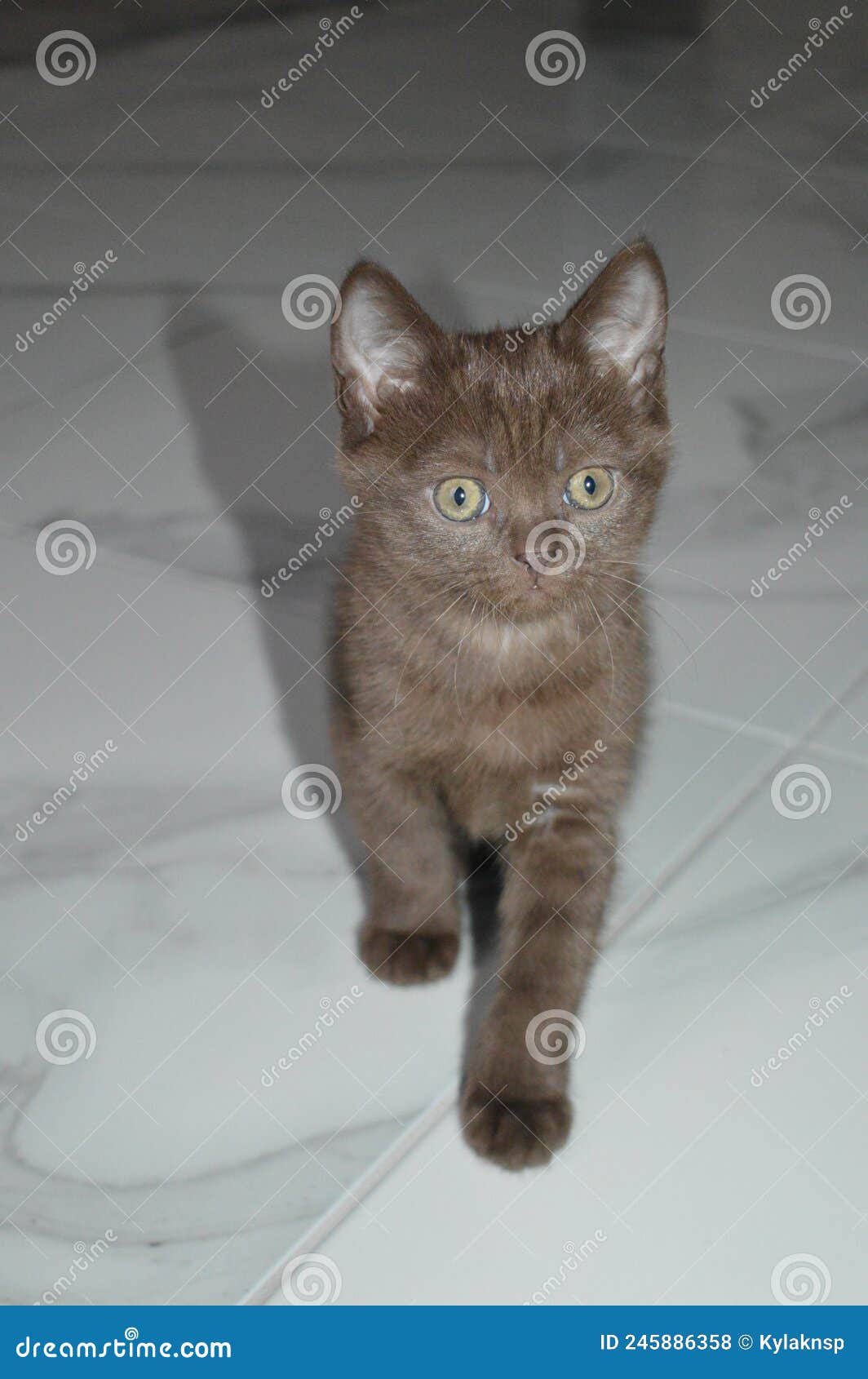 скоттийский шоколадный кот. Стоковое Фото - изображение насчитывающей  котенок, фото: 245886358