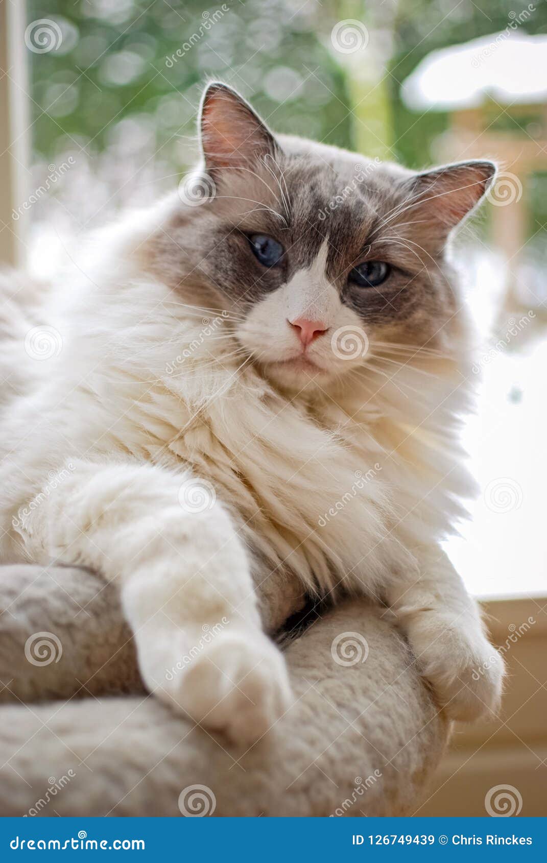 Славный кот