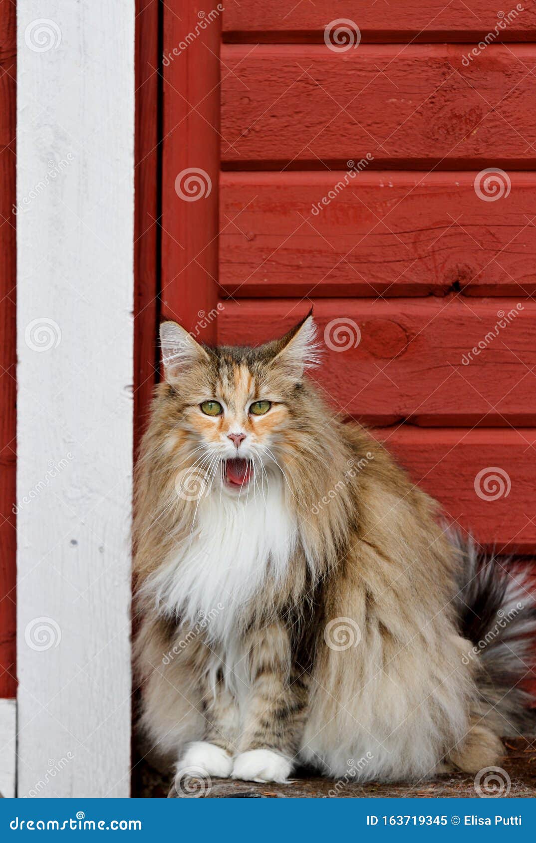 Сладкая норвежская лесная кошка, рыдая Стоковое Изображение - изображение  насчитывающей отечественно, глаз: 163719345