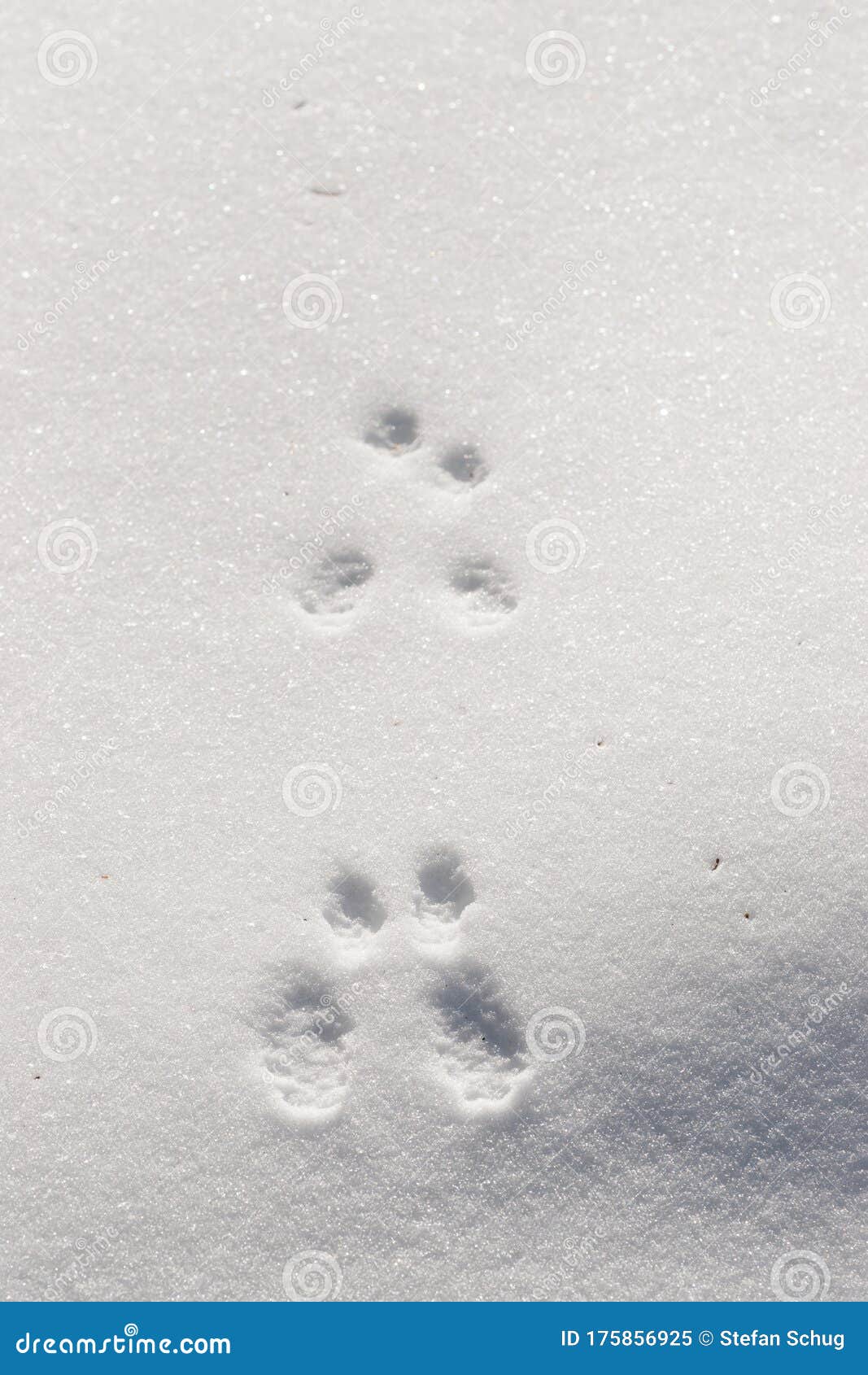 Следы белки в наблюдателя стоковое изображение. изображение насчитывающей  снежок - 175856925
