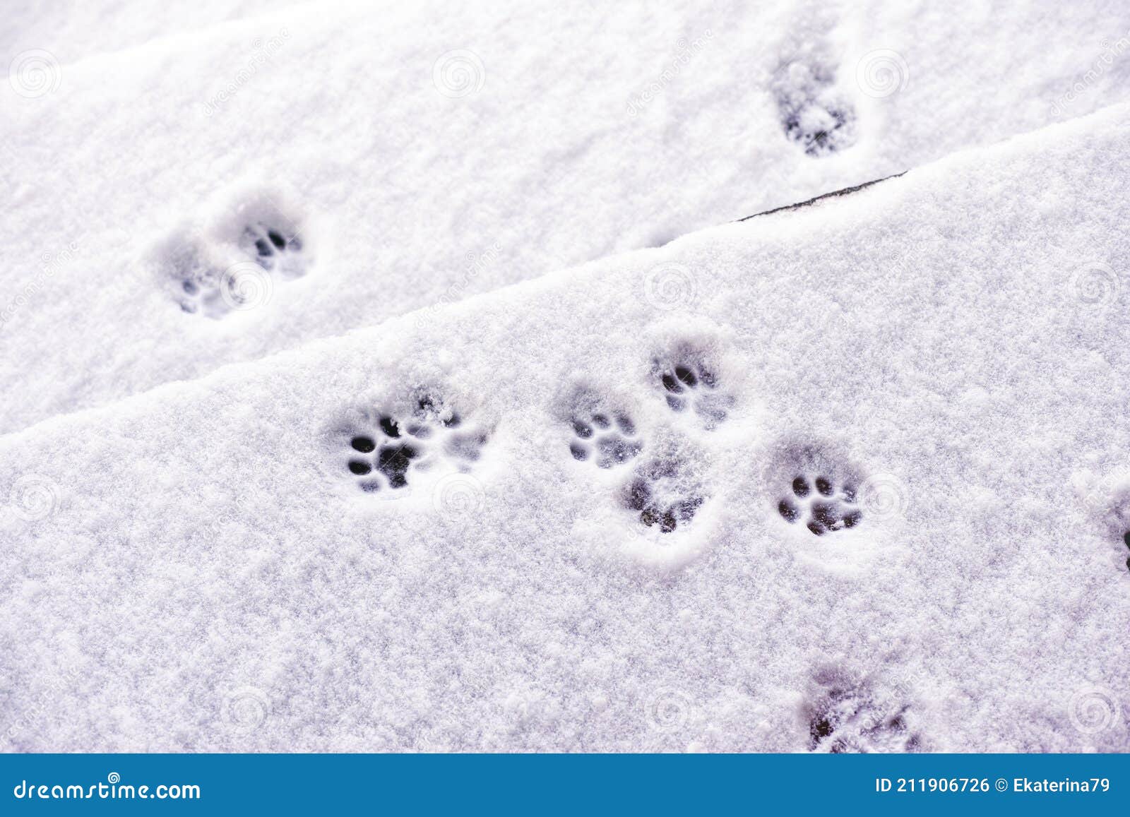 Следы кота на снегу. Следы тигра на снегу. Следы кота на Глубоком снегу. Кошачий след на сковороде. Лапка на снегу