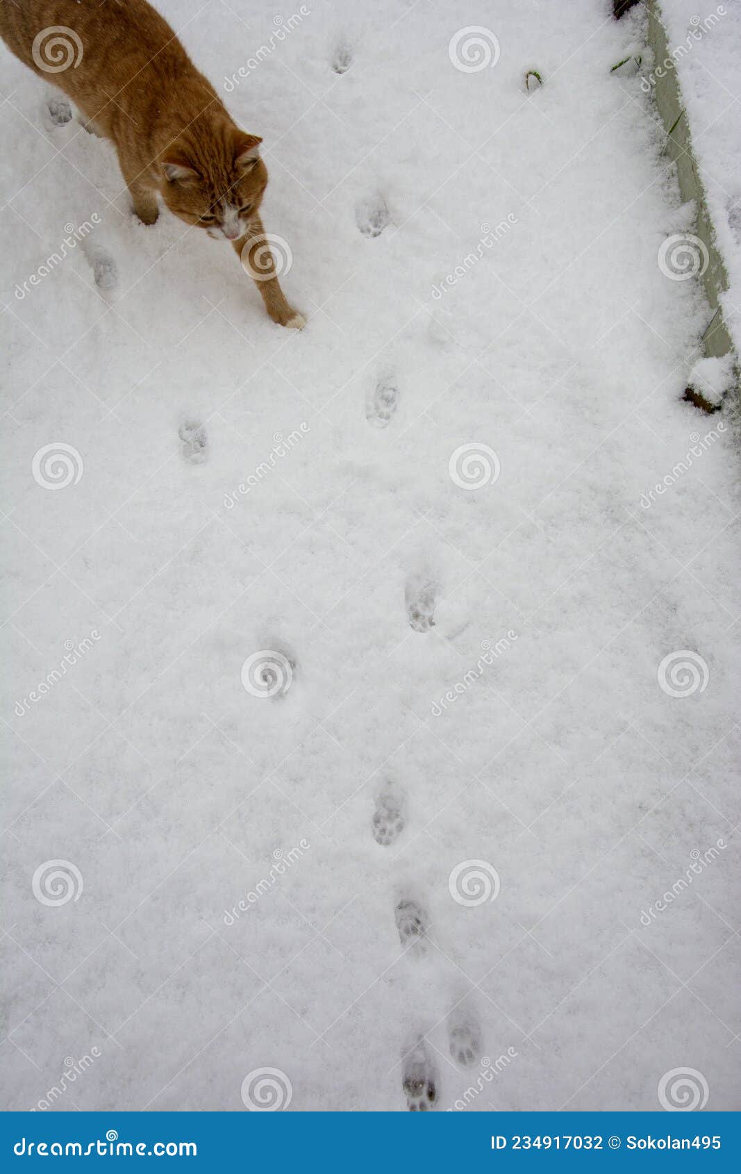 Следы кошки на снегу