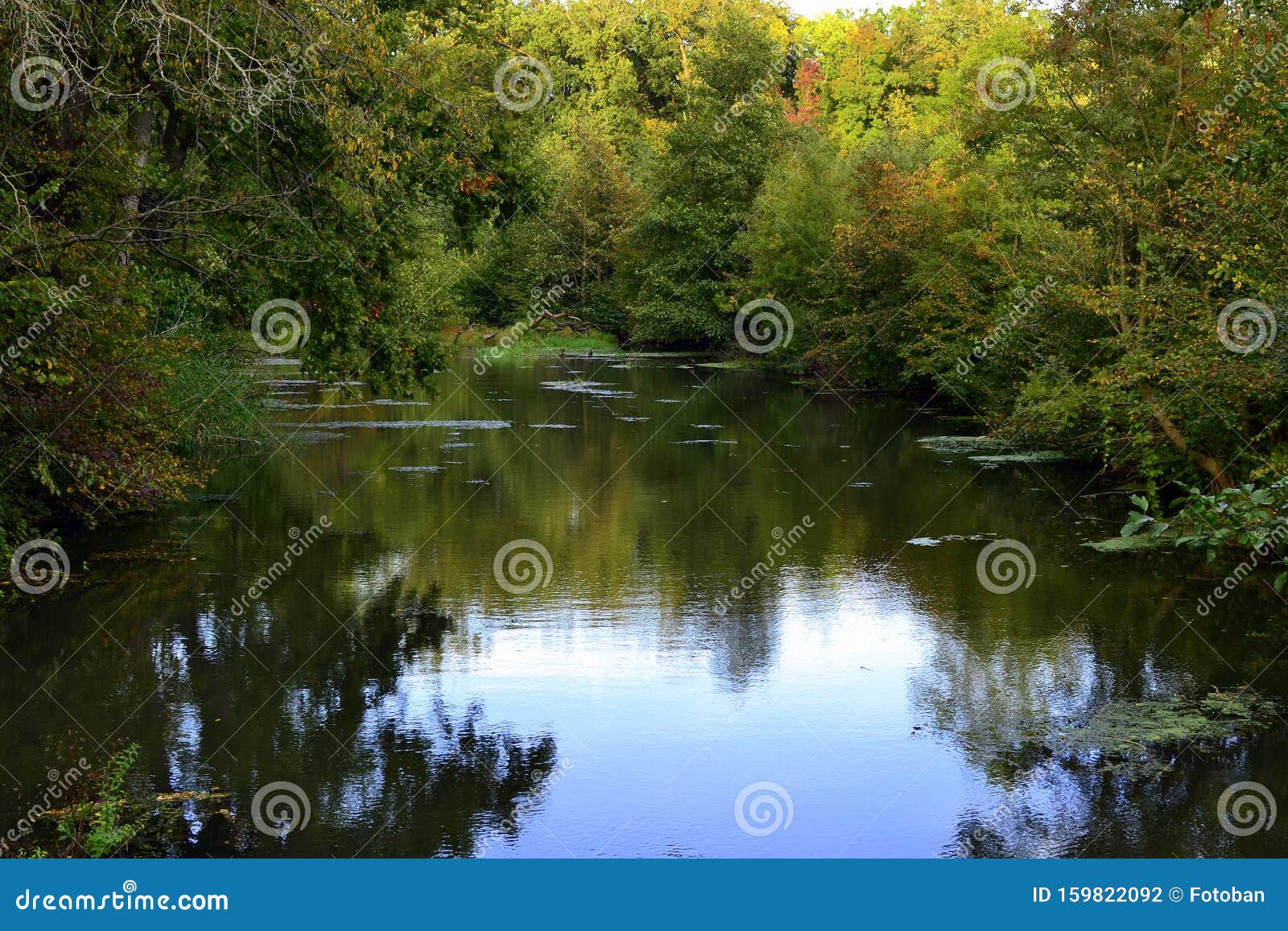Лес И Вода Природа: стоковое видео - видеоклипы 4K и HD Shutterstock