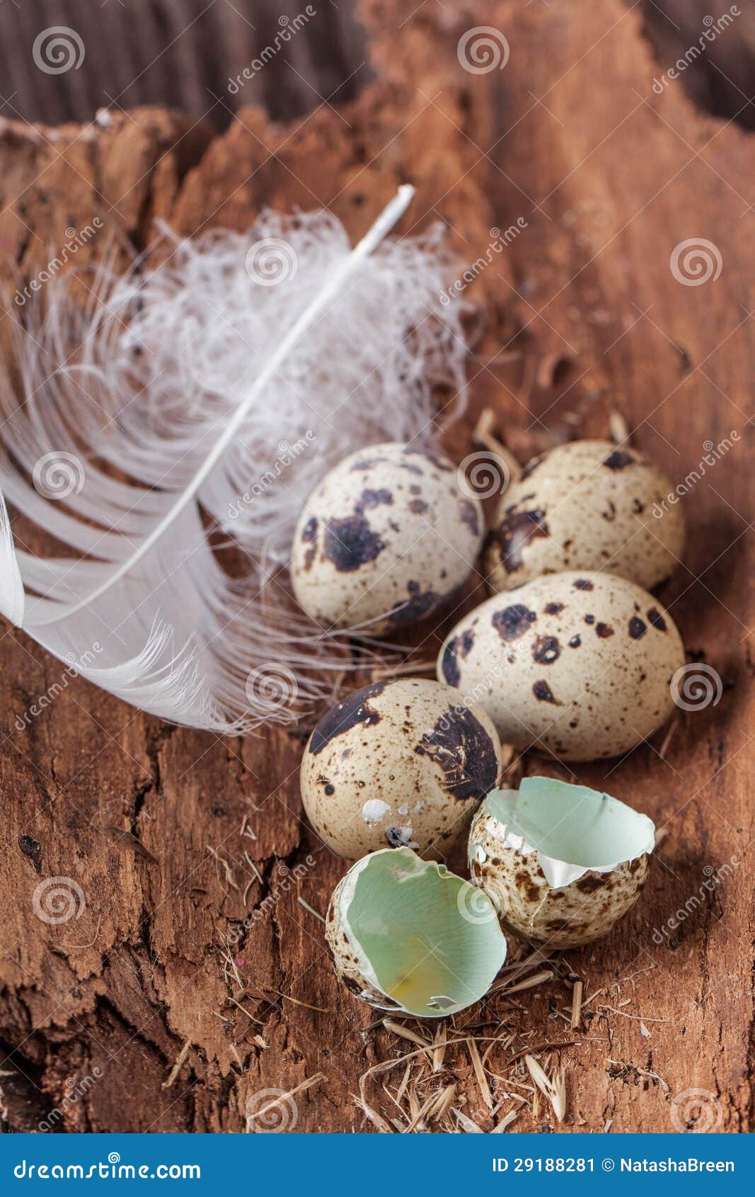 Как разбивать перепелиные яйца. Разбить перепелиные яйца. Разбитые перепелиные яйца. Желток перепелиного яйца. Перепелиное яйцо разбитое.