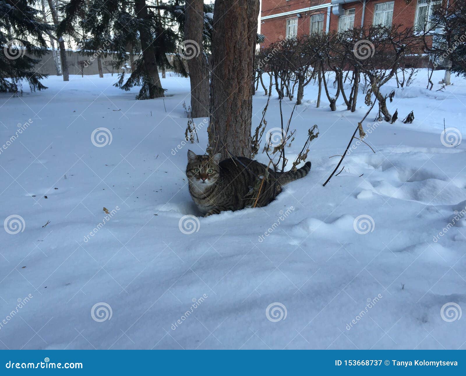 Случайный кот в сугробе стоит в зиме Стоковое Изображение - изображение  насчитывающей вал, естественно: 153668737
