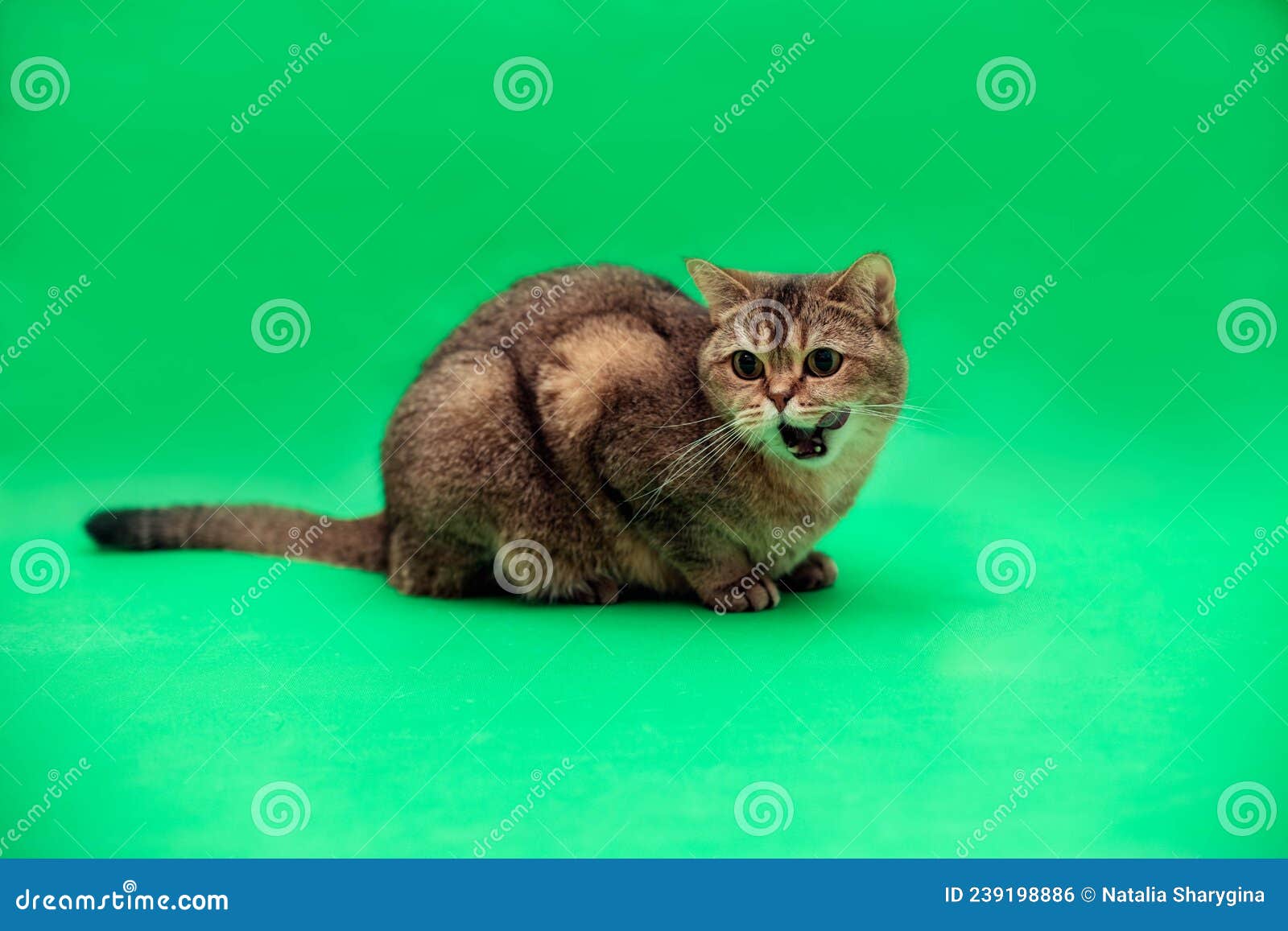 Кот на зеленом фоне