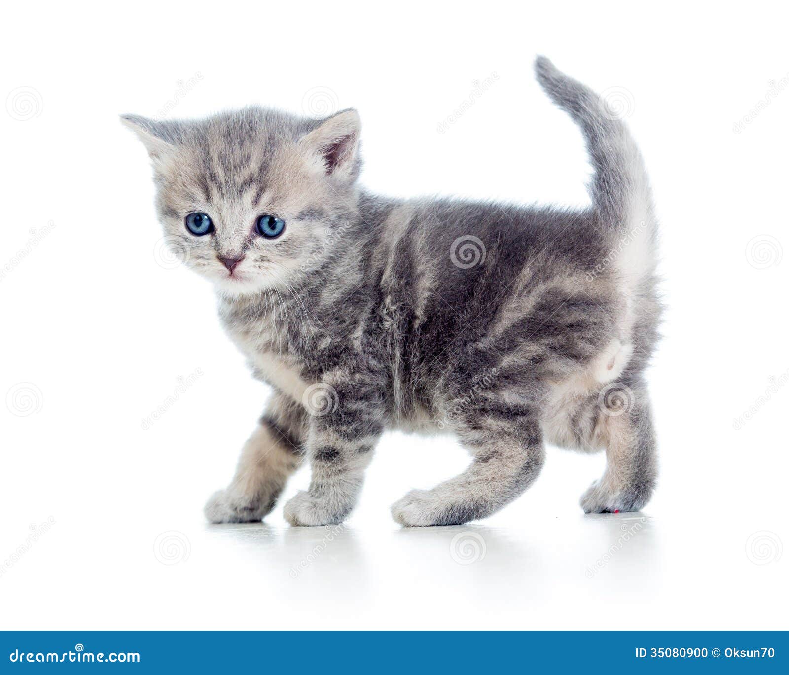 Картинка кота сбоку