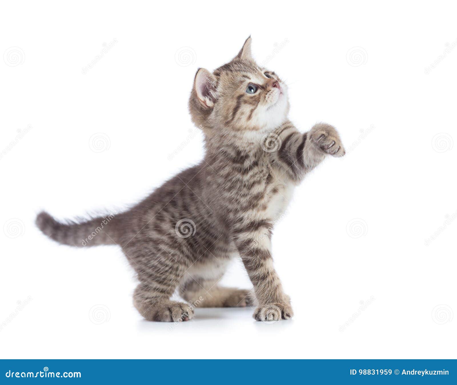 Кот тянется вверх
