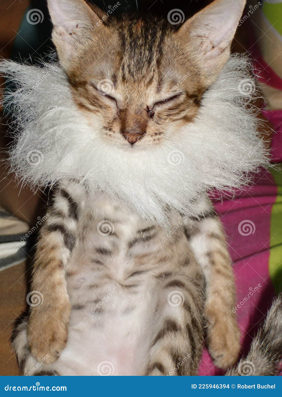 Кот с бородой