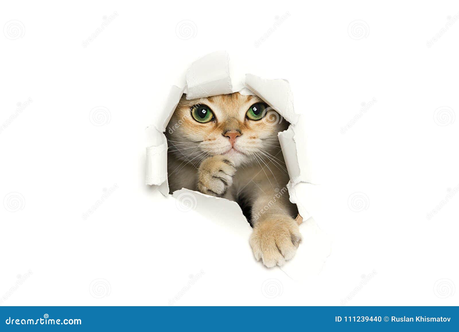 Выглядывающая кошка