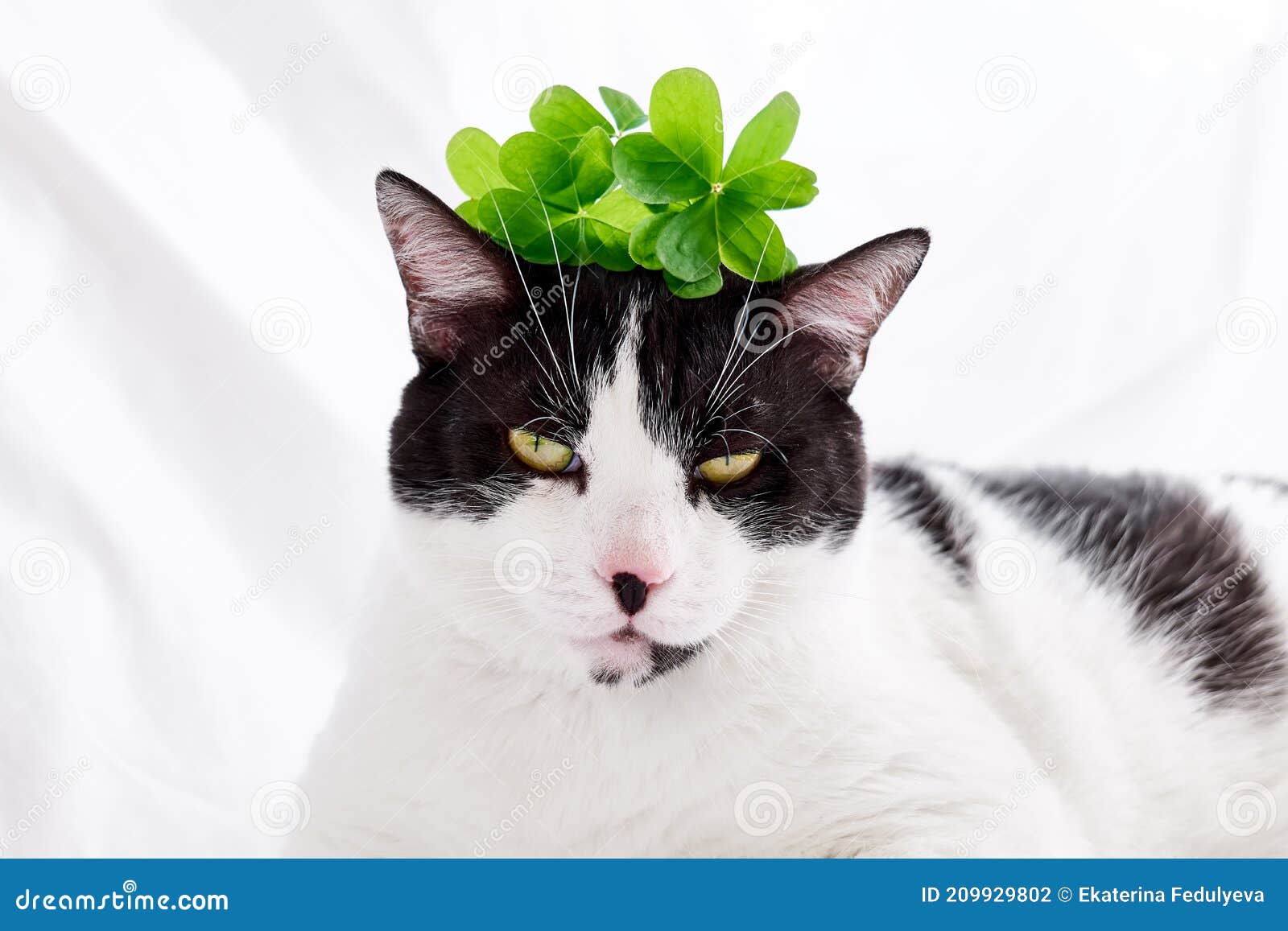 Смешной черный и белый кот Shamrock зелеными листьями. День Святого  Patricks. Ирландский праздник. Концепция кота весны. Стоковое Фото -  изображение насчитывающей лежать, любимчик: 209929802
