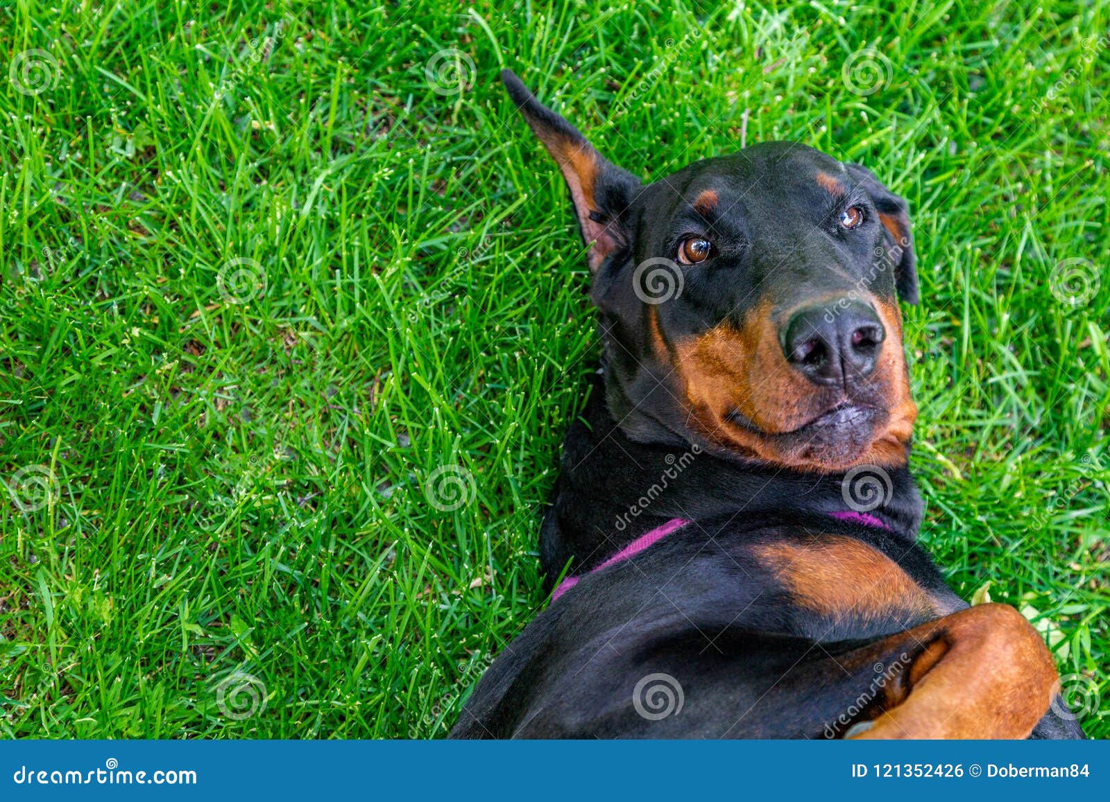 Смешной Pinscher Doberman лежит на траве Стоковое Фото - изображение  насчитывающей волосы, счастливо: 121352426