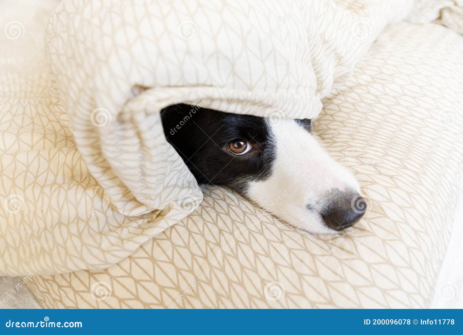 Смешно портрет красивой Smilling Коллиы границы собаки щенка на одеяло  подушки в кровати Новый прекрасный член собаки на маленько Стоковое Фото -  изображение насчитывающей подушка, чистоплемено: 200096078