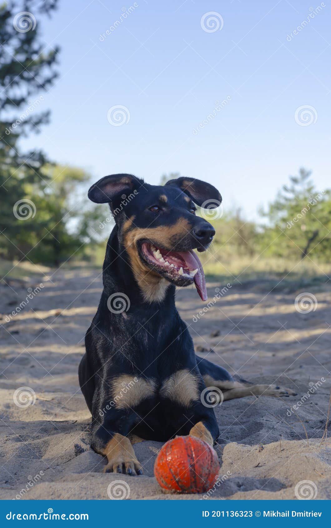 Смешно Doberman породы собаки щенка лежит на песке с красной игрушкой мяча  Стоковое Изображение - изображение насчитывающей прогулка, смешно: 201136323