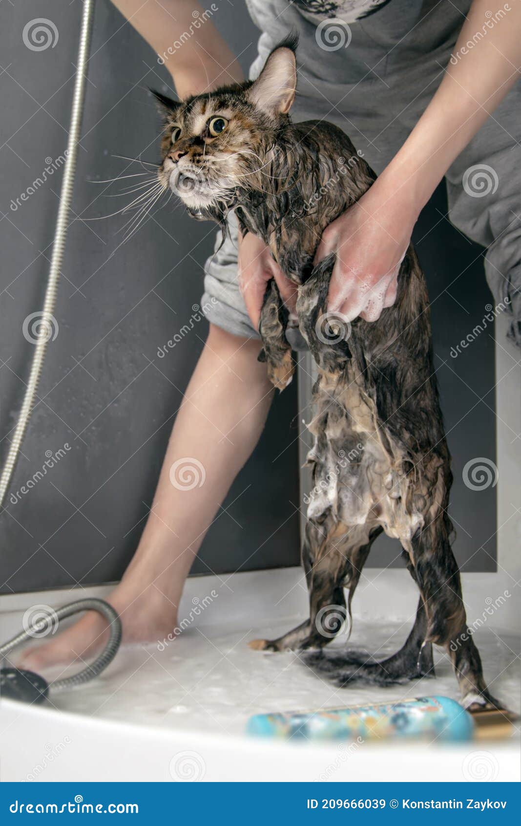 Смывают кот в душе. Влажный кота на задних лапах. Стоковое Изображение -  изображение насчитывающей кошачий, горемычно: 209666039
