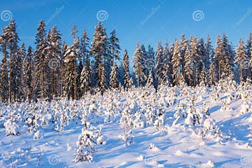 Снежные леса зимой покрыты снегом