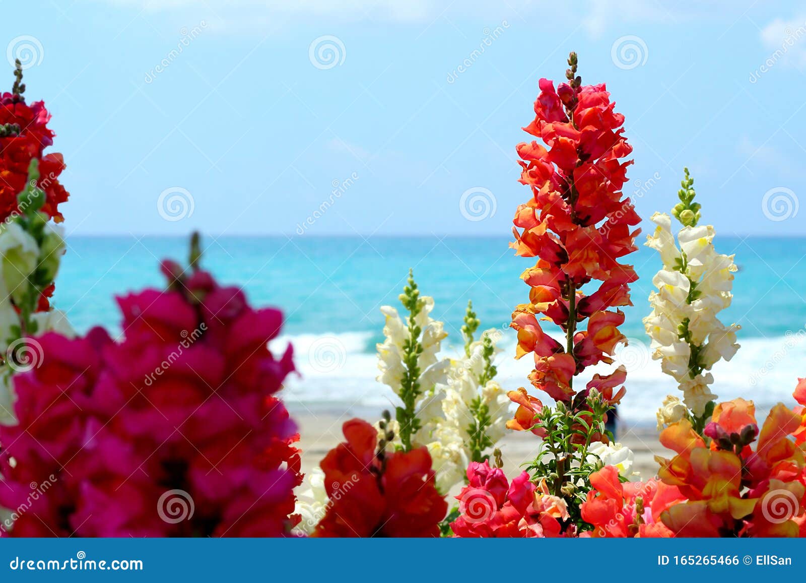 Снэпдраконские цветы на фоне моря Стоковое Фото - изображение насчитывающей  красно, бобра: 165265466